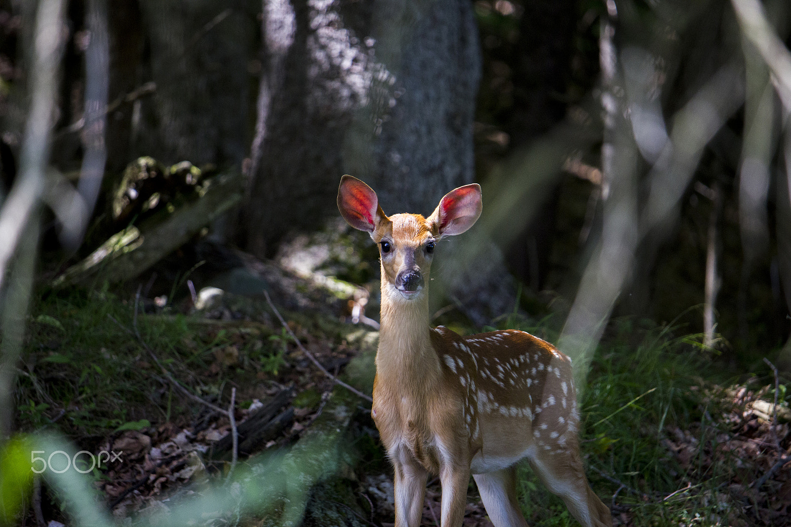 Canon EF-S 55-250mm F4-5.6 IS STM sample photo. Curious deer photography