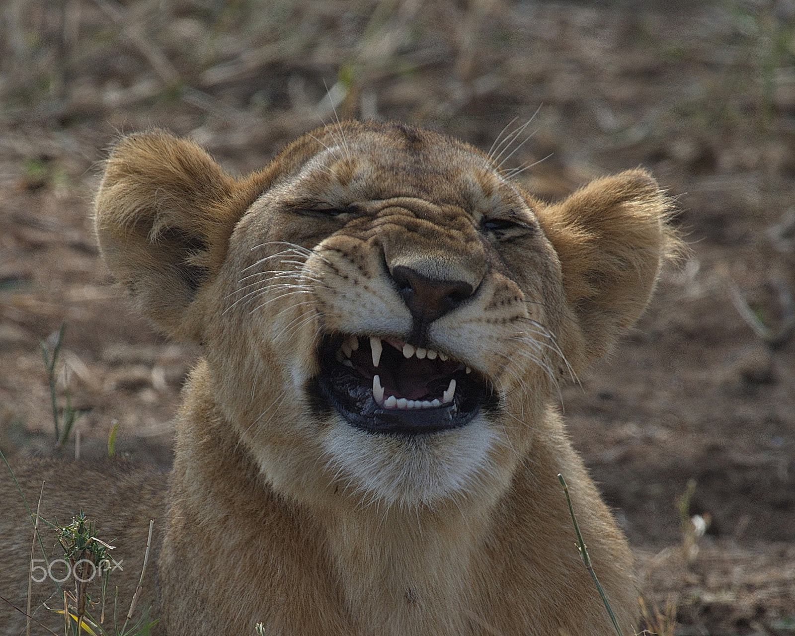 Canon EF 100-400mm F4.5-5.6L IS USM sample photo. The smile photography