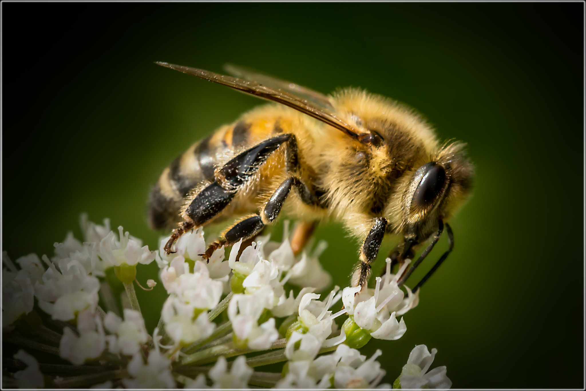 Sigma 150mm F2.8 EX DG OS Macro HSM sample photo. Bee's & fly's photography