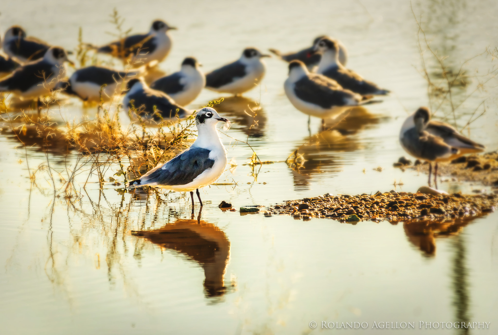 Sigma 120-400mm F4.5-5.6 DG OS HSM sample photo. Gulls photography
