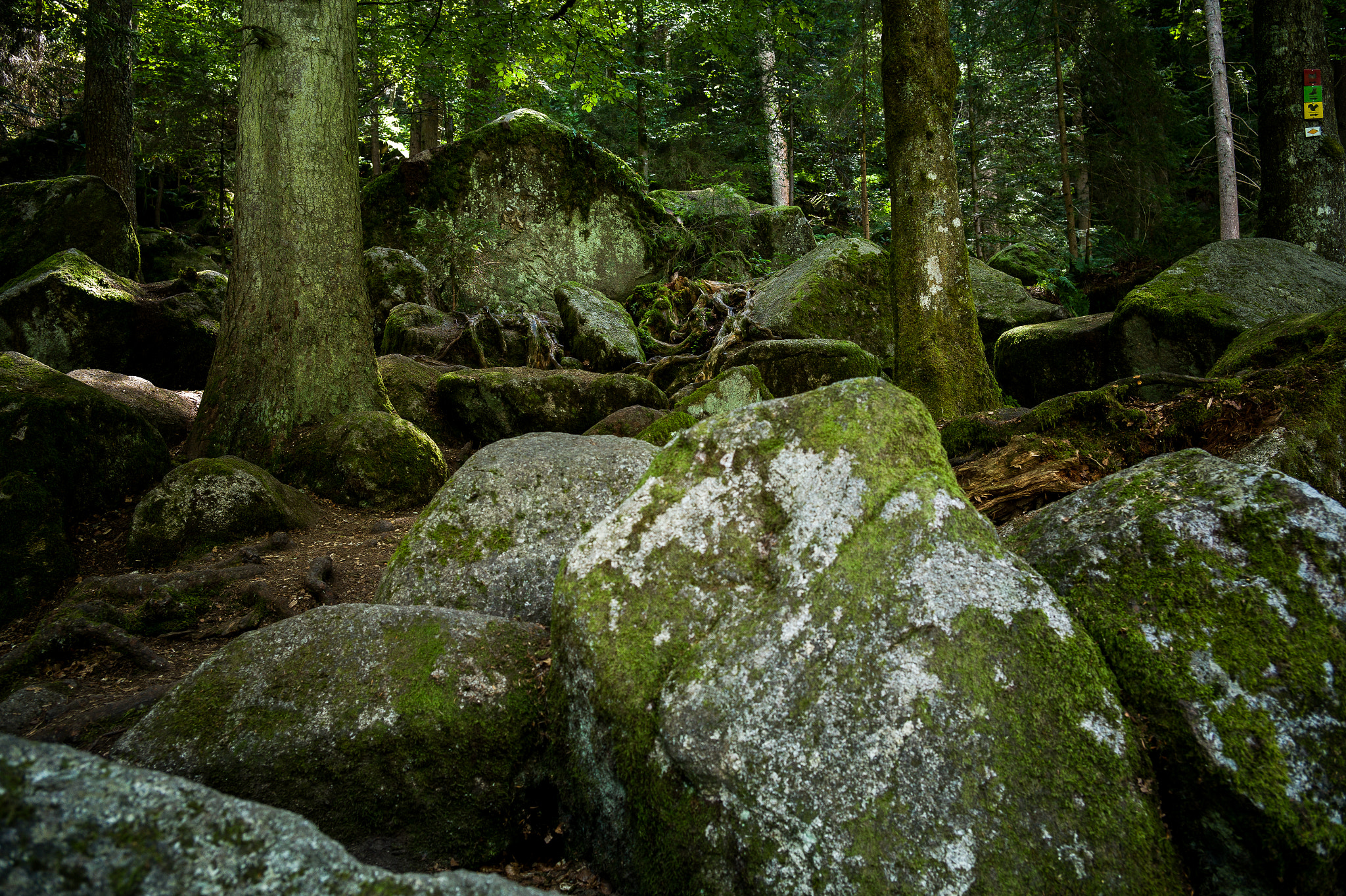 Elmarit-M 28mm f/2.8 (IV) sample photo. Black forest photography