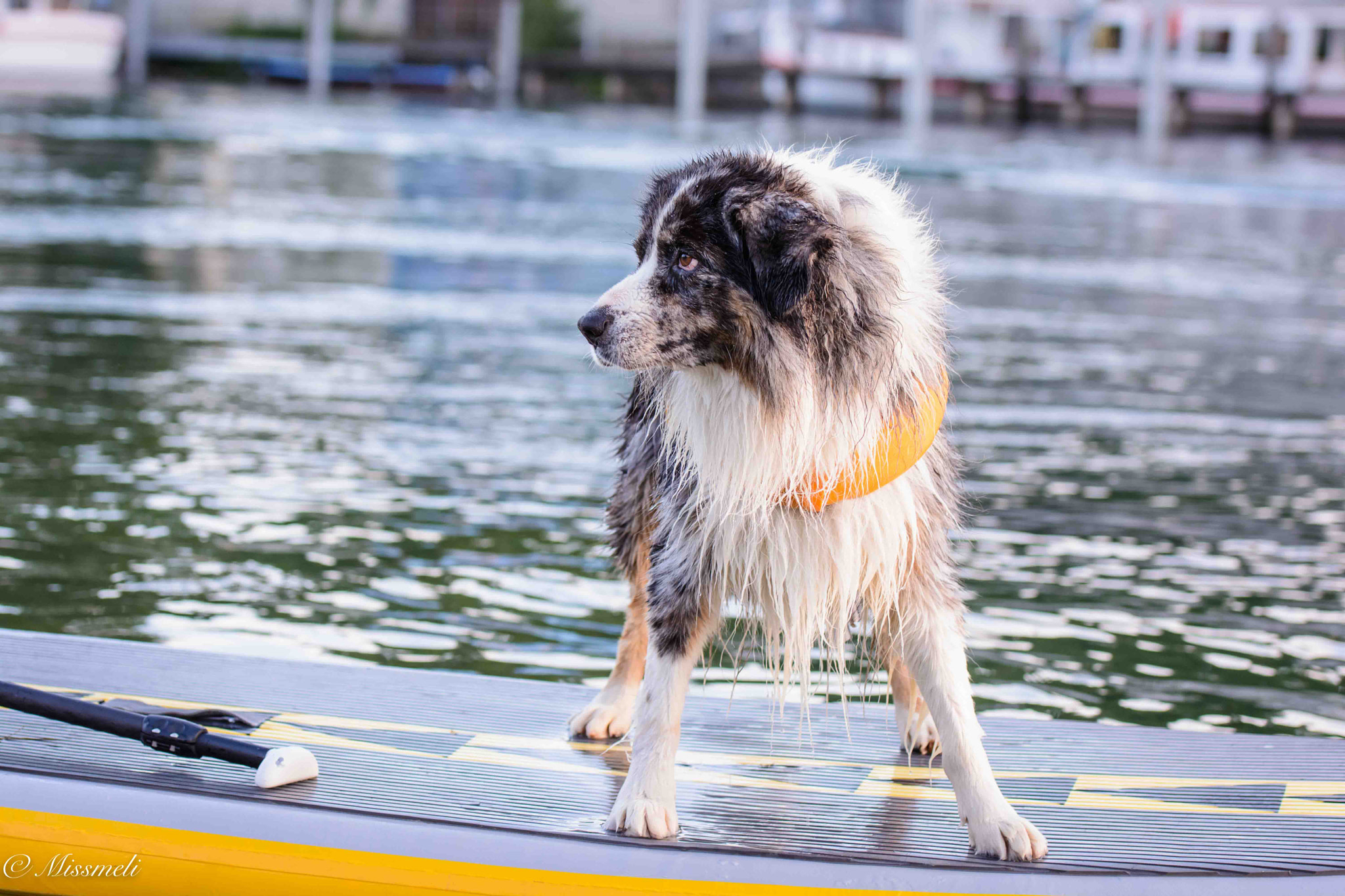 Nikon AF-S Nikkor 70-200mm F2.8G ED VR II sample photo. Sup dog photography