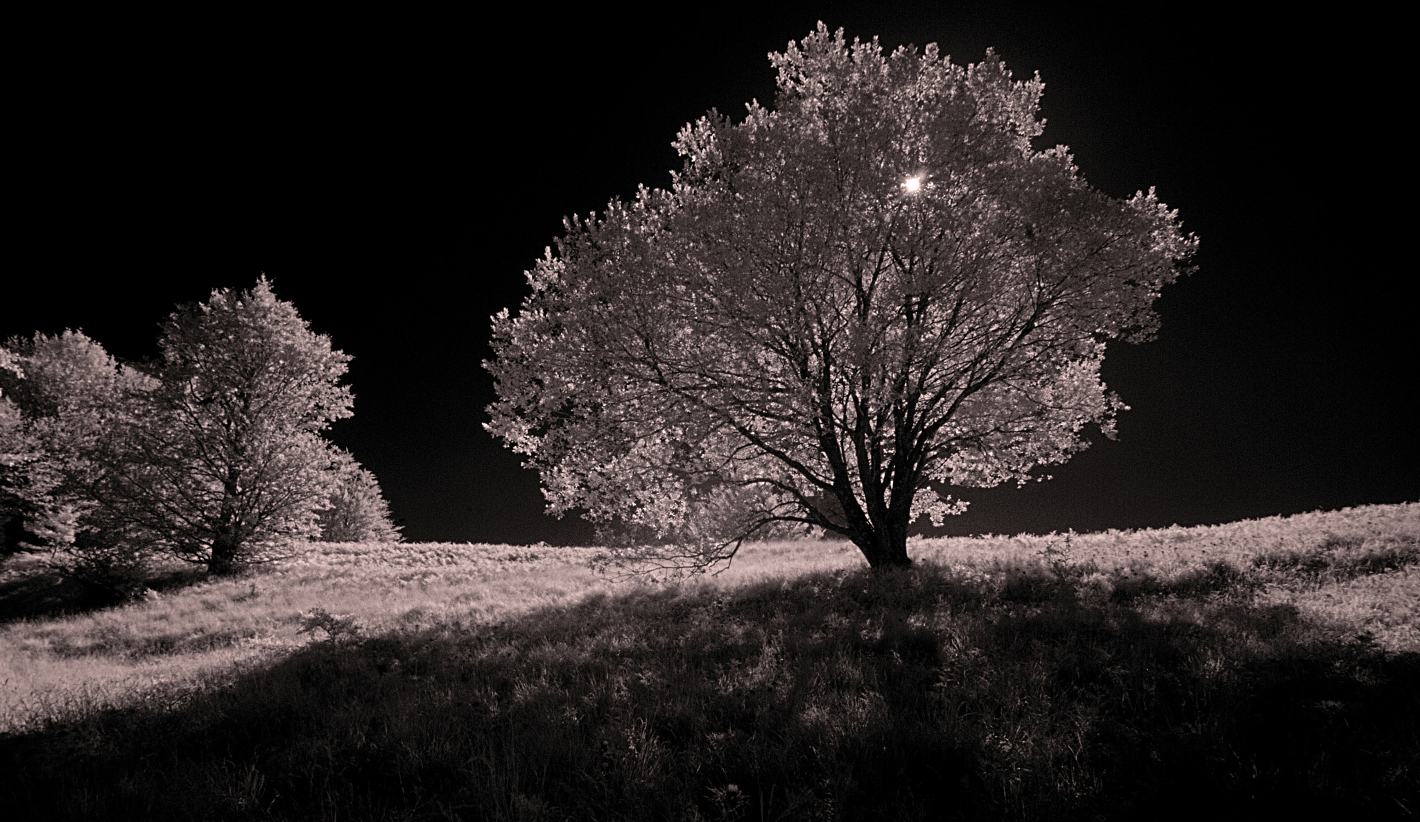 Nikon D80 sample photo. Tree of light photography