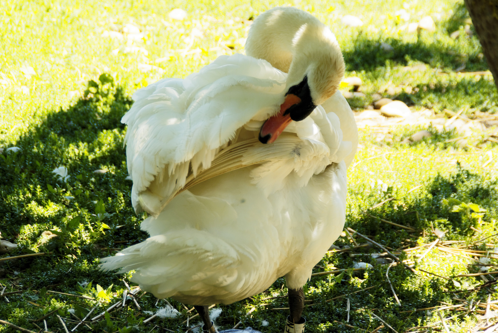 Pentax K10D sample photo. Swan photography