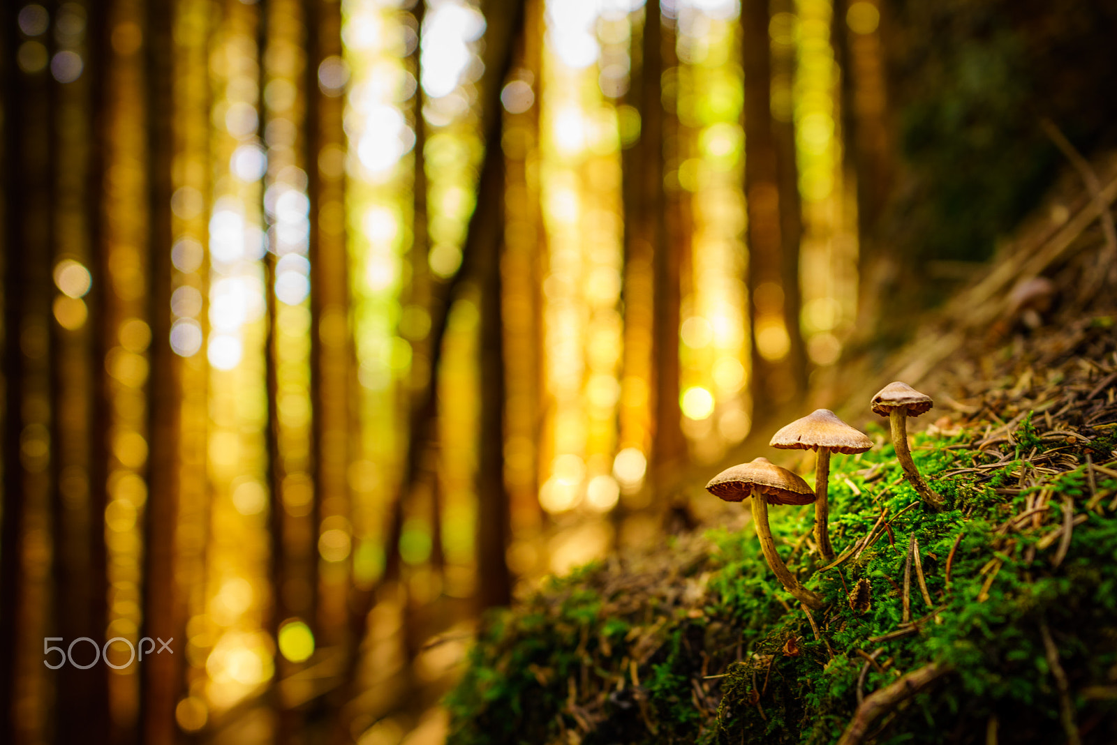 Sony a7R + E 21mm F2.8 sample photo. Shrooms in the forest photography