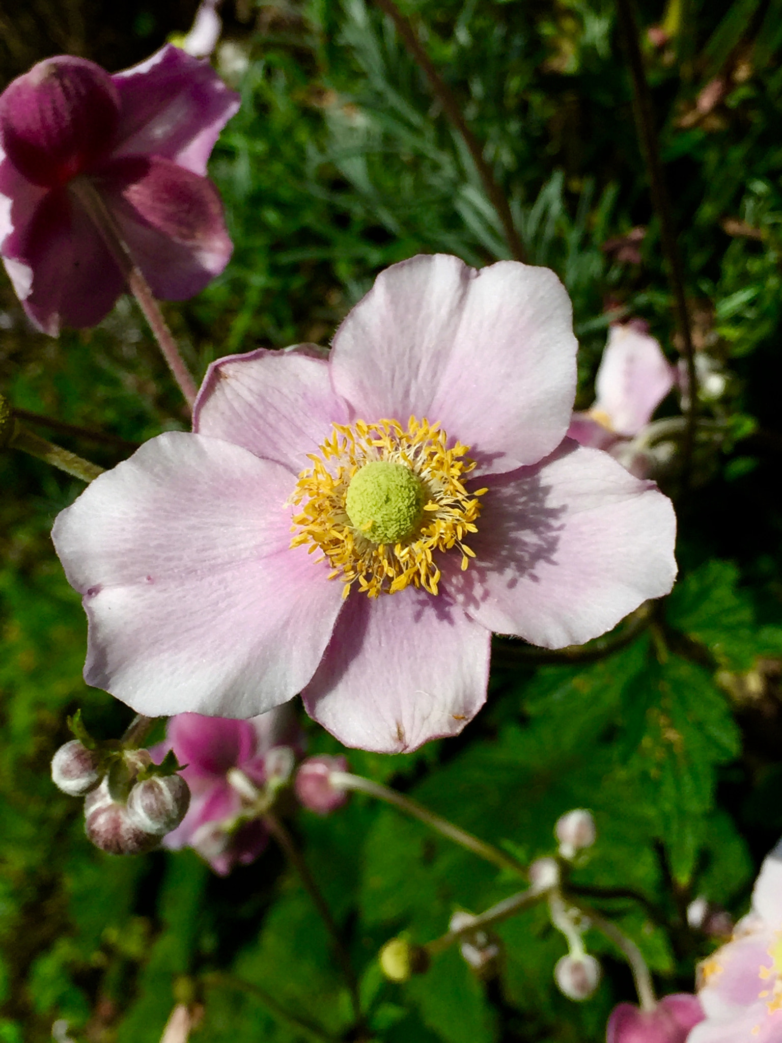 Apple iPhone7,1 sample photo