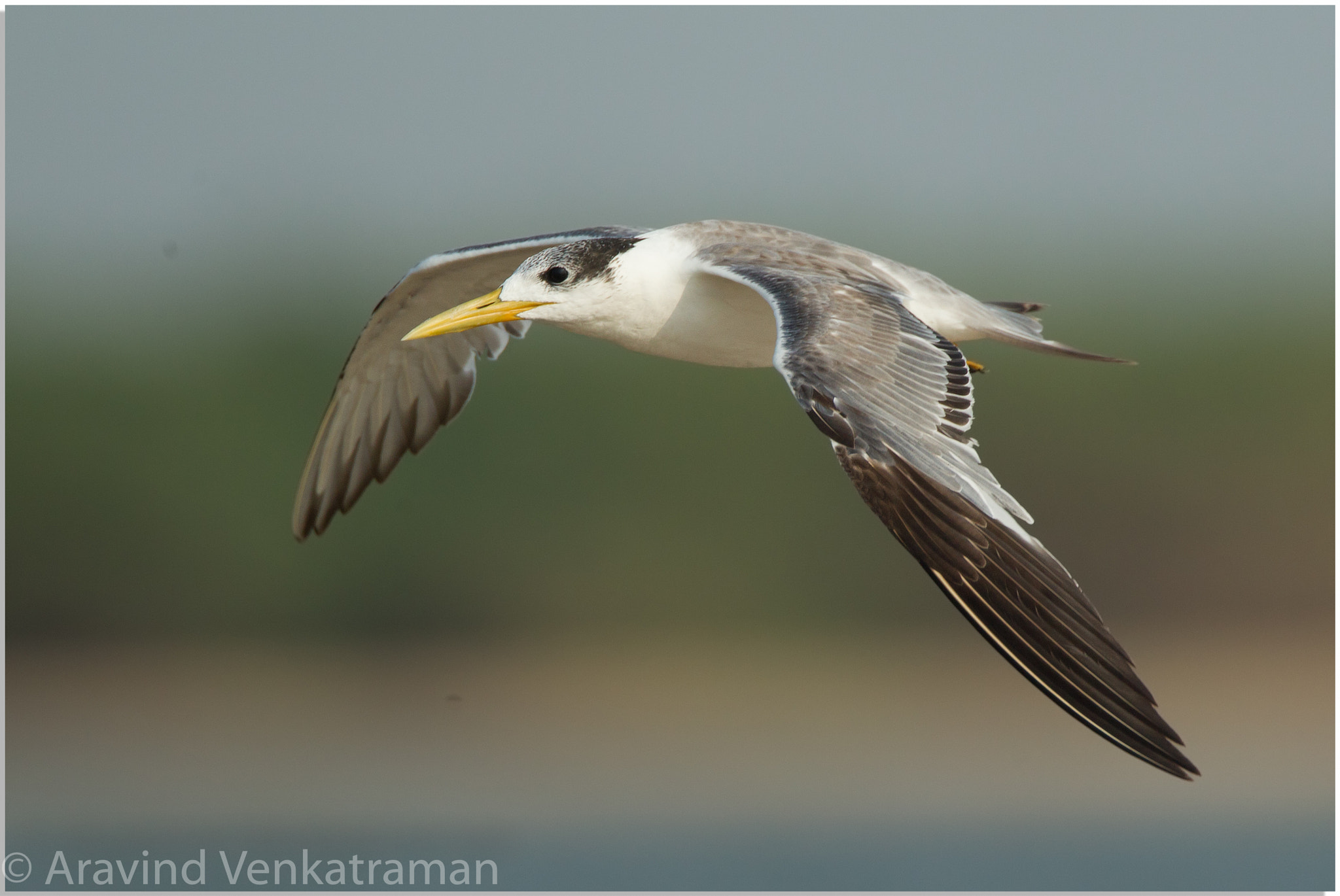 Canon EF 500mm F4L IS USM sample photo. Greater crested tern photography