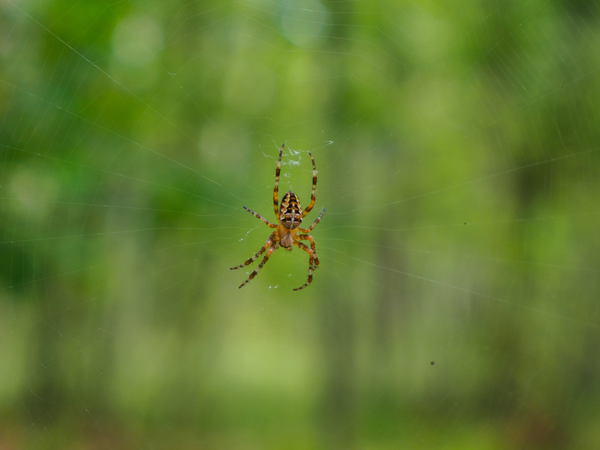 Olympus OM-D E-M10 II + LUMIX G VARIO 14-42/F3.5-5.6 II sample photo. Spider in forest photography