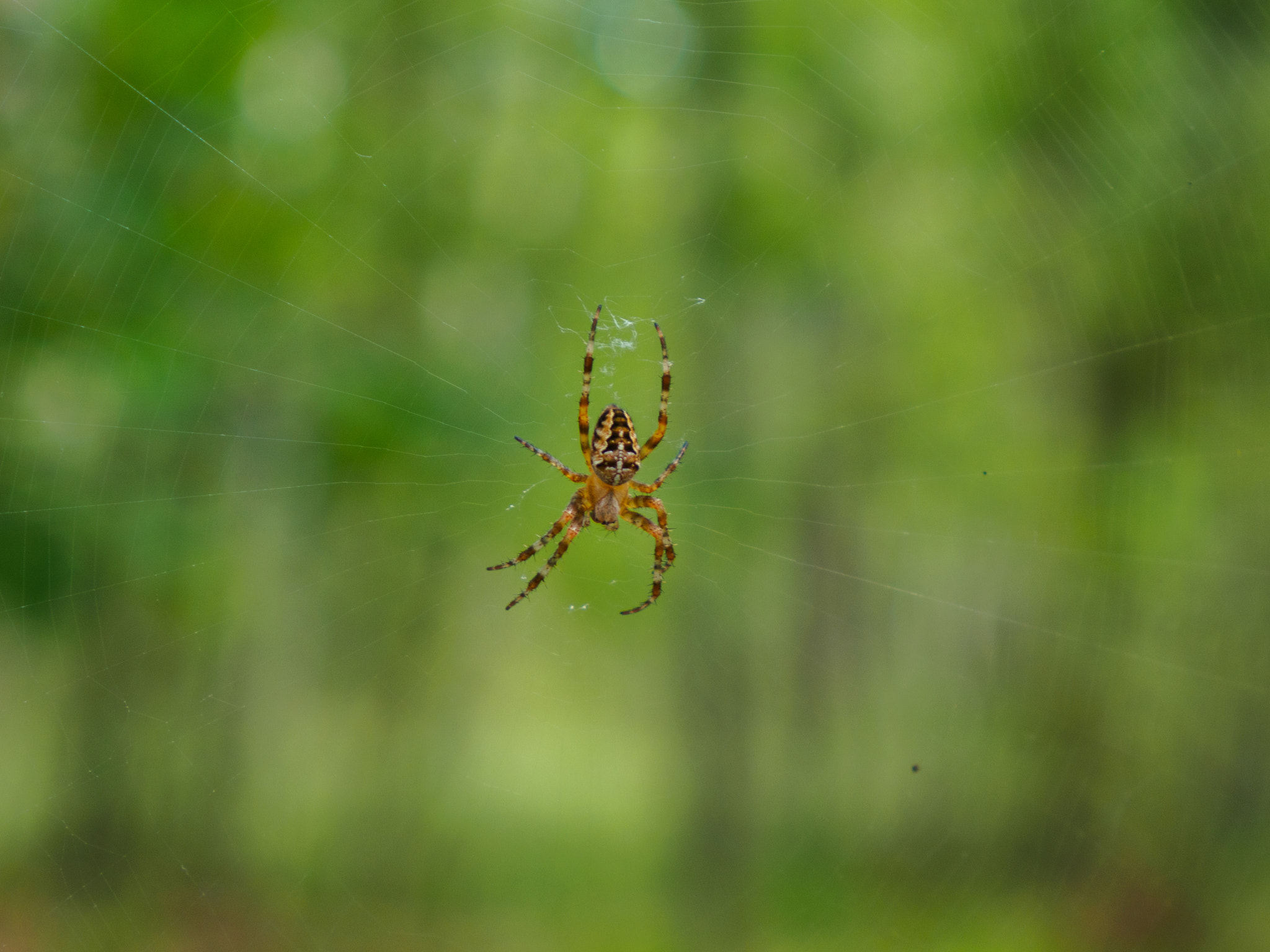 LUMIX G VARIO 14-42/F3.5-5.6 II sample photo. Spider in forest photography