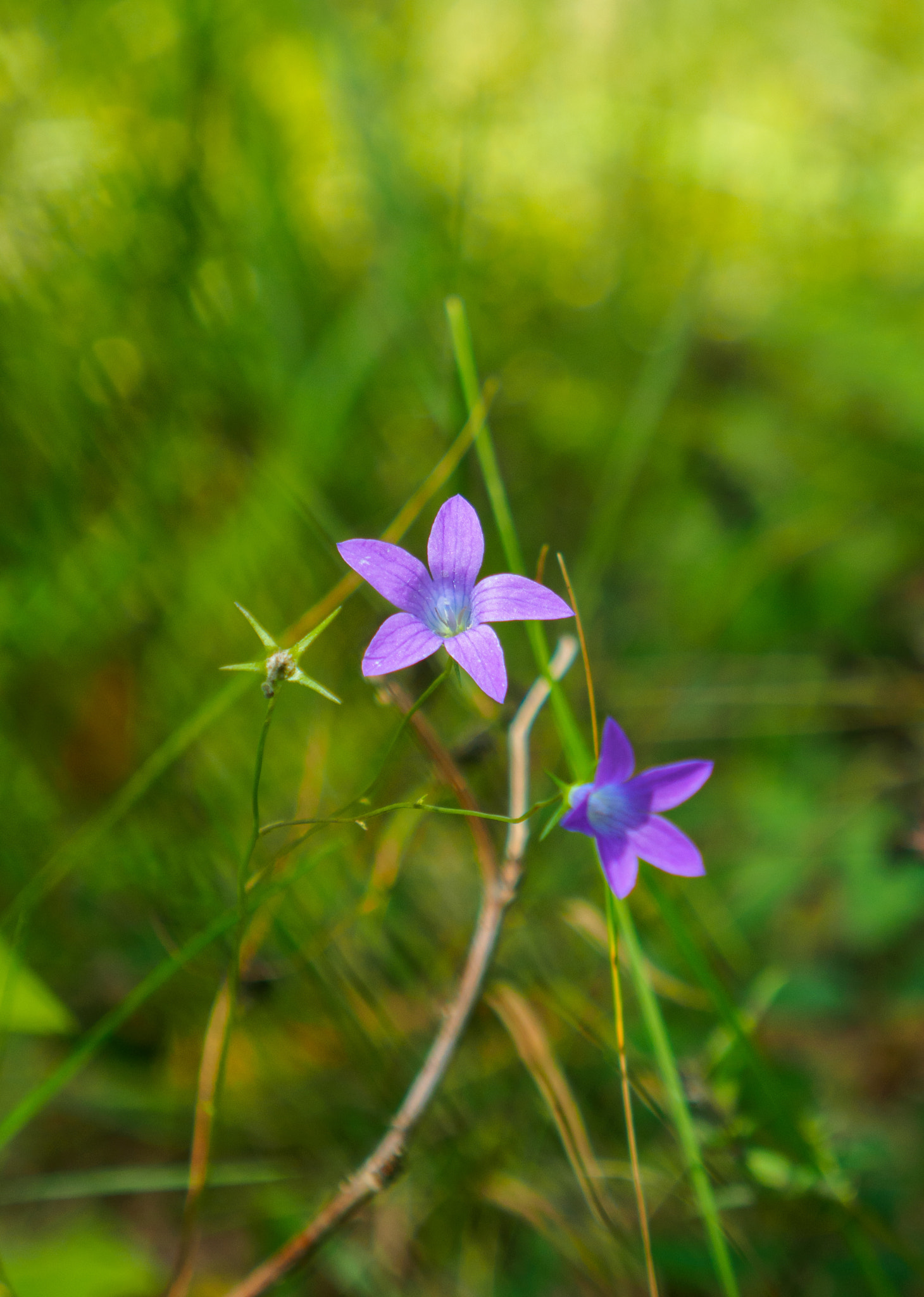 LUMIX G VARIO 14-42/F3.5-5.6 II sample photo. Wild photography