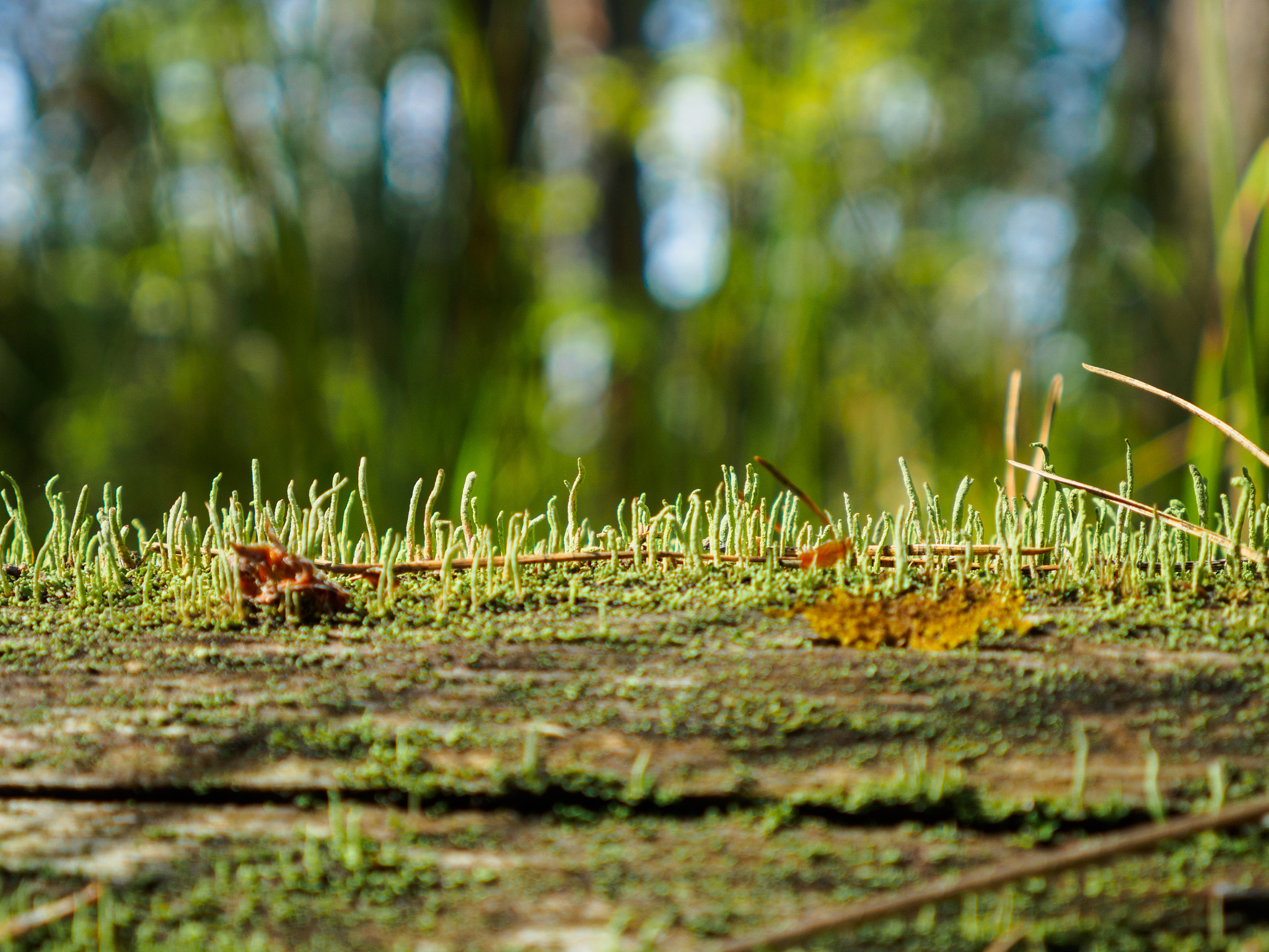 LUMIX G VARIO 14-42/F3.5-5.6 II sample photo. ... photography