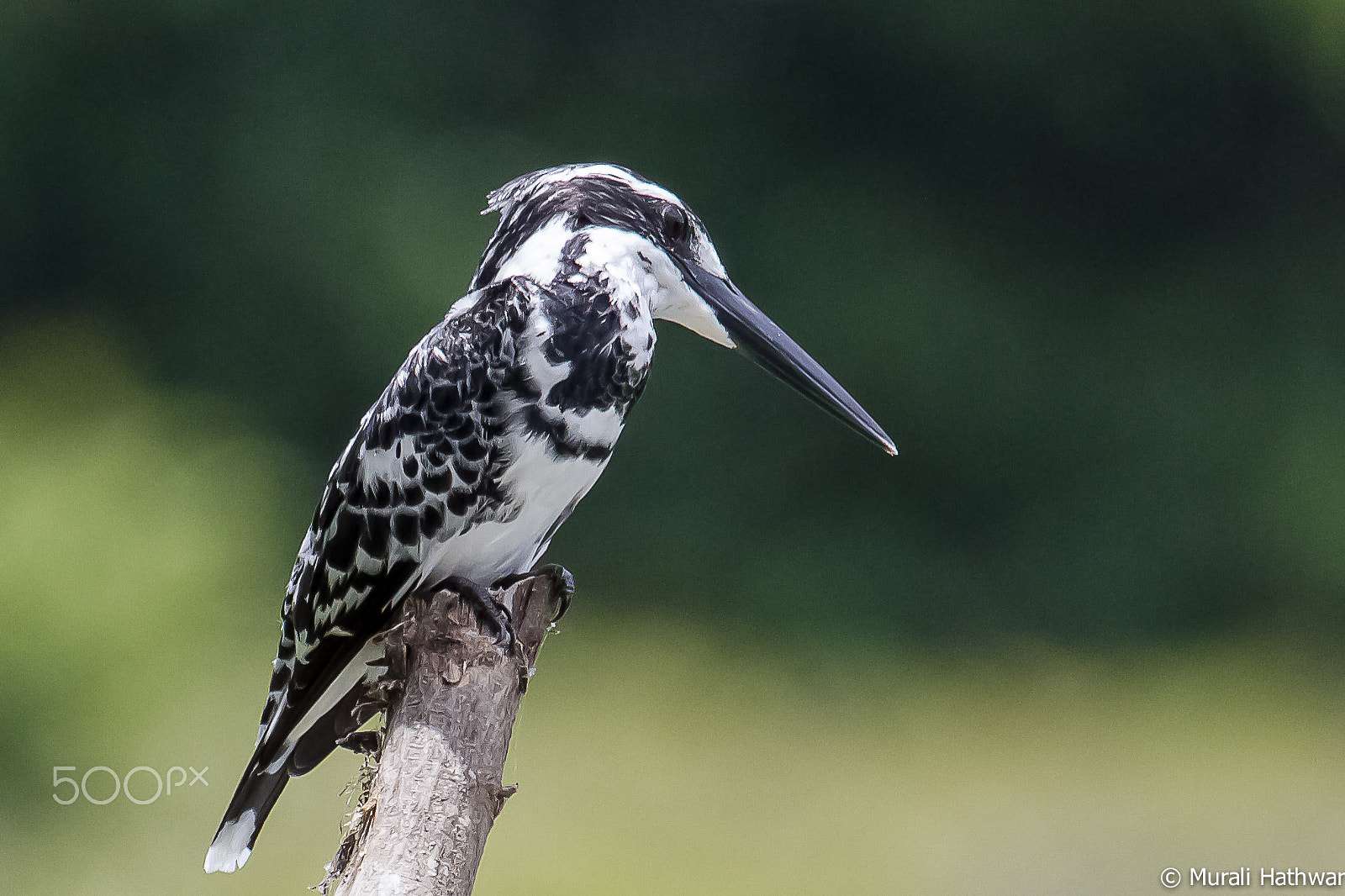 Canon EF 100-400mm F4.5-5.6L IS USM sample photo. Pied kingfisher photography