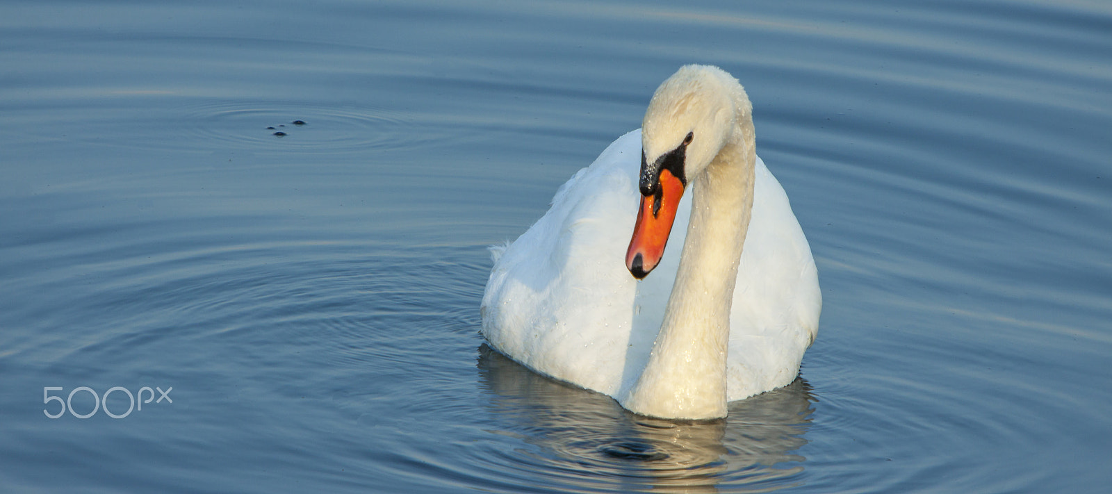 Canon EF 70-200mm F2.8L IS USM sample photo. White swan photography