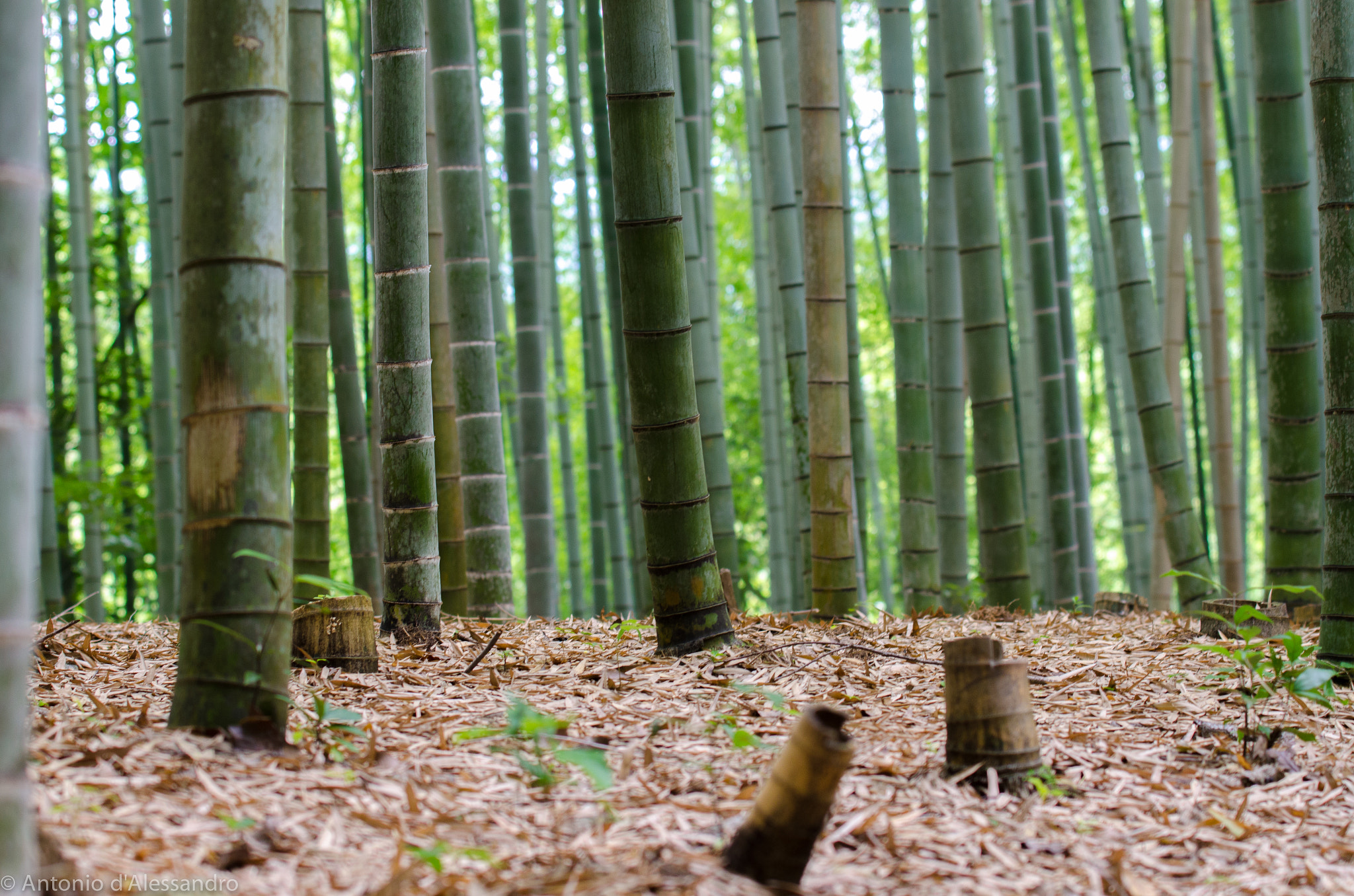 Nikon AF-S Nikkor 70-200mm F4G ED VR sample photo. Bamboo landscape photography