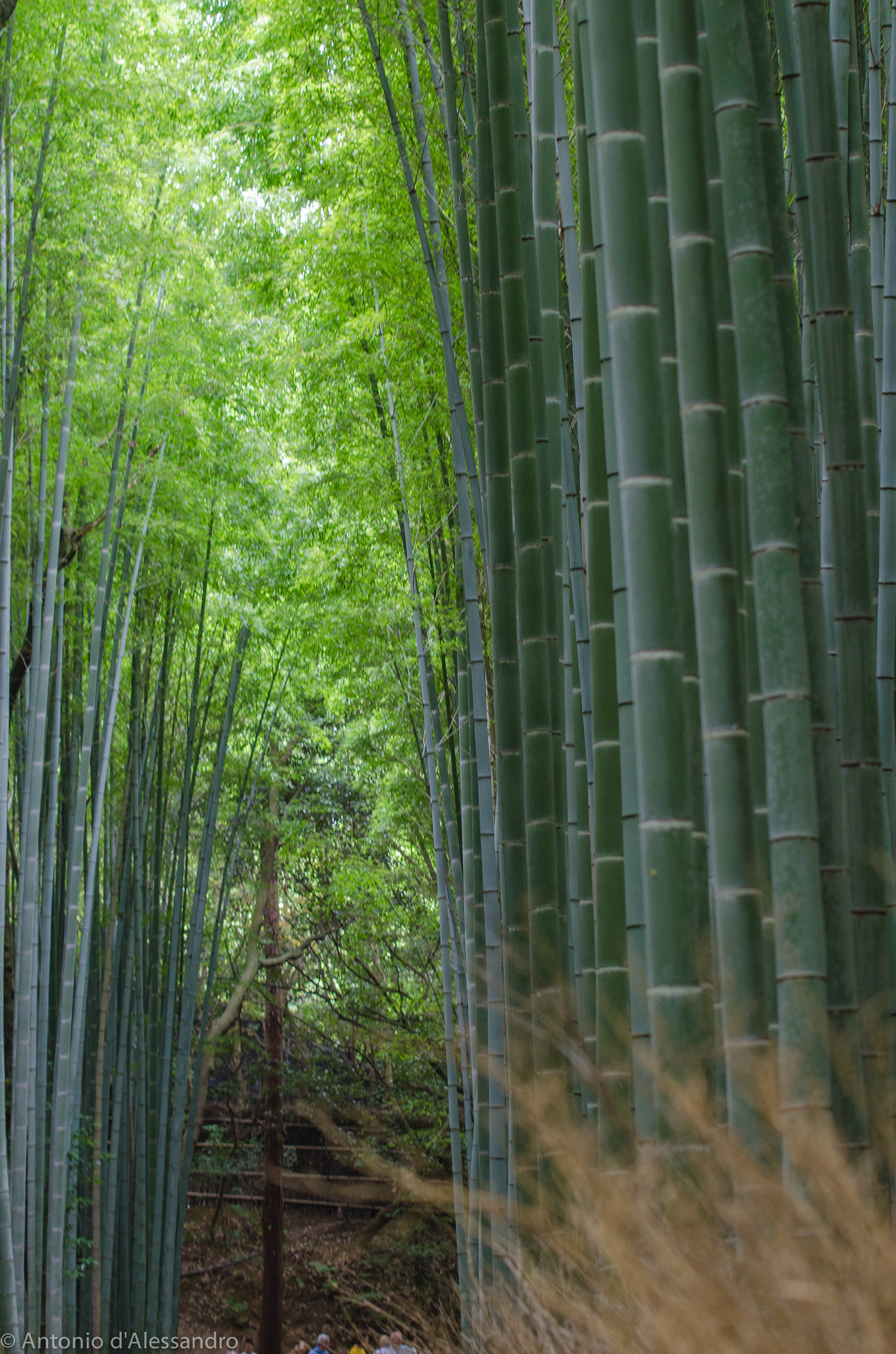 Nikon AF-S Nikkor 70-200mm F4G ED VR sample photo. Bamboo track.jpg photography