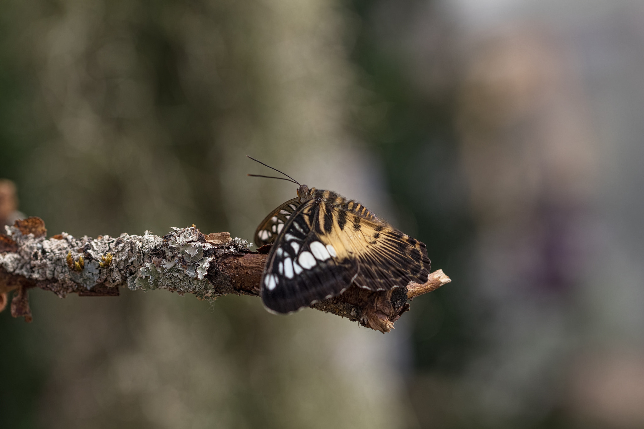 Canon EOS 80D + Canon EF 100mm F2.8L Macro IS USM sample photo. Schmetterling  photography