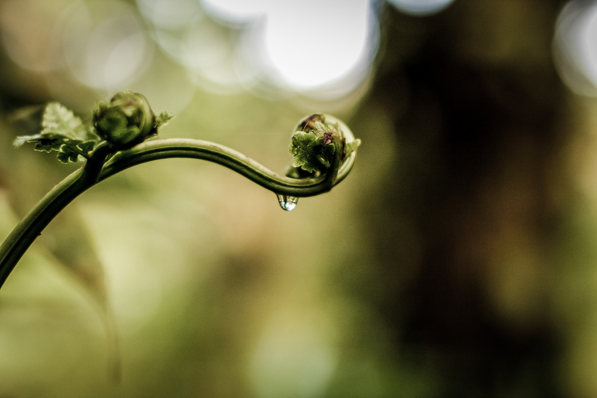 Sigma 50mm F1.4 EX DG HSM sample photo. Drop photography