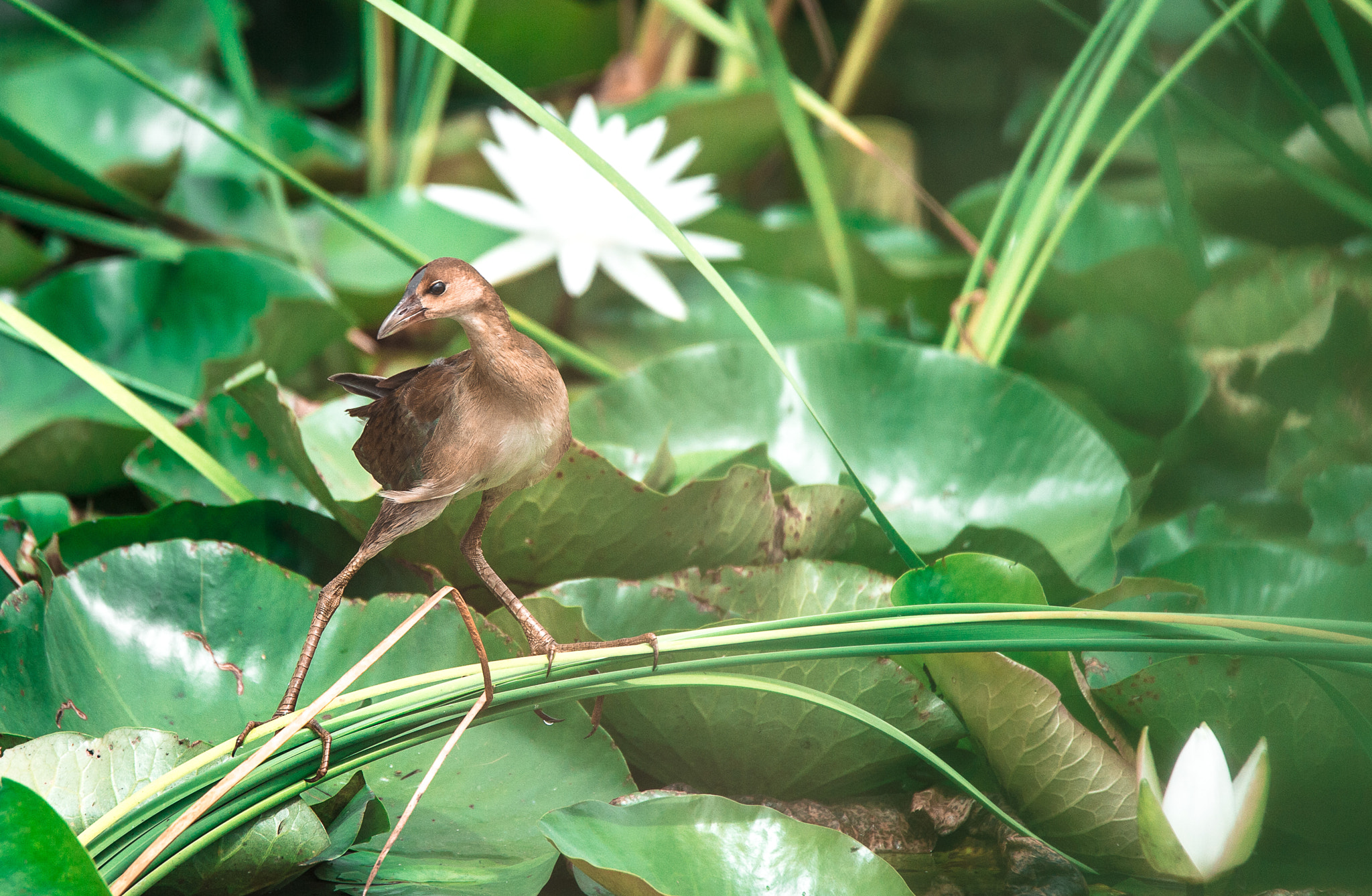 Nikon Df sample photo. Baby gallinule photography