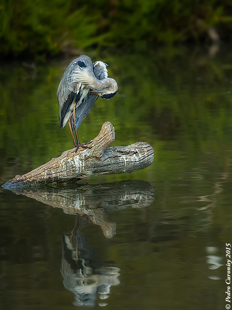 Canon EF 70-200mm F2.8L IS II USM sample photo. Garza real photography