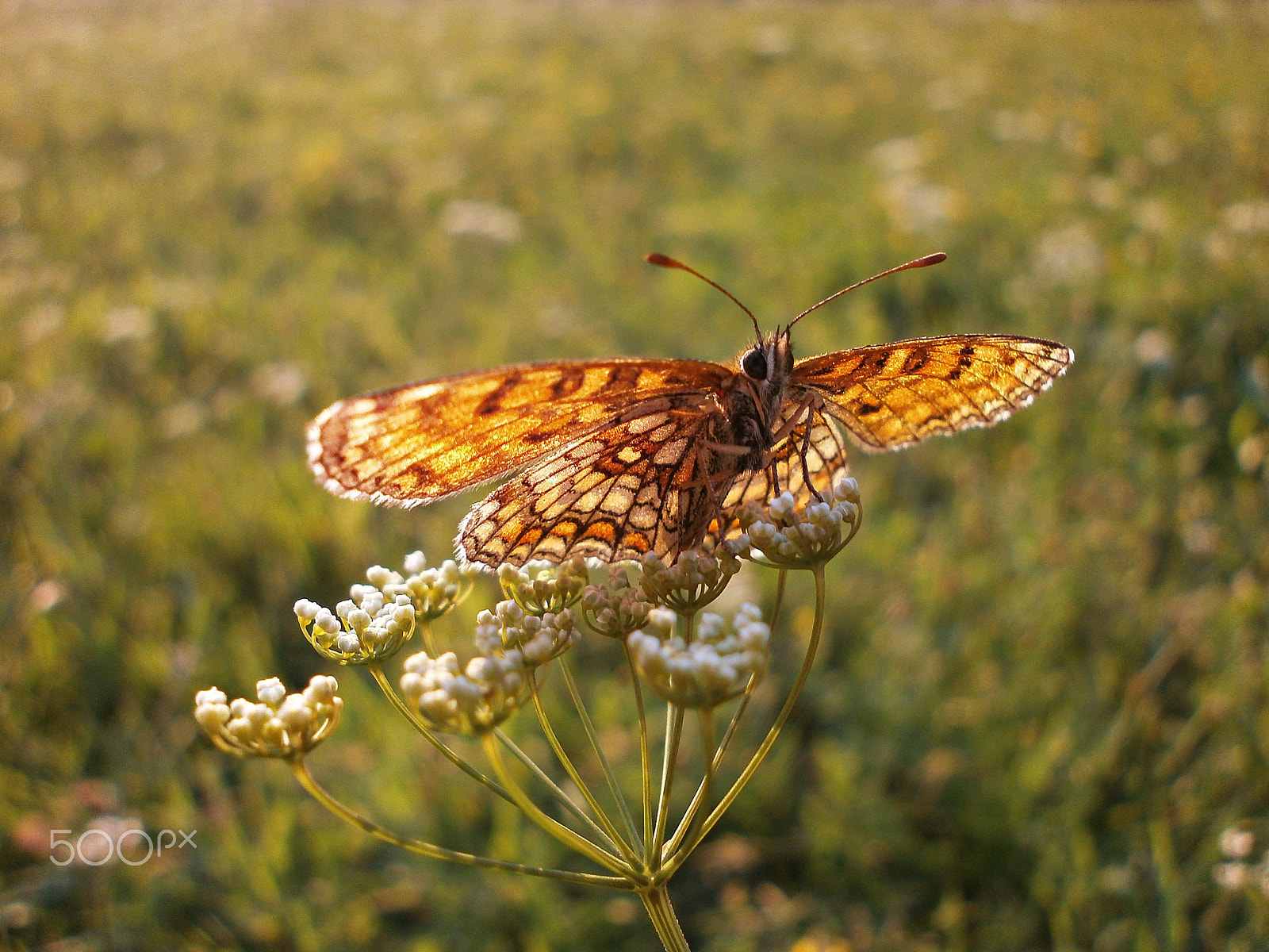 Olympus VG110,D700 sample photo. Butterfly 6 photography