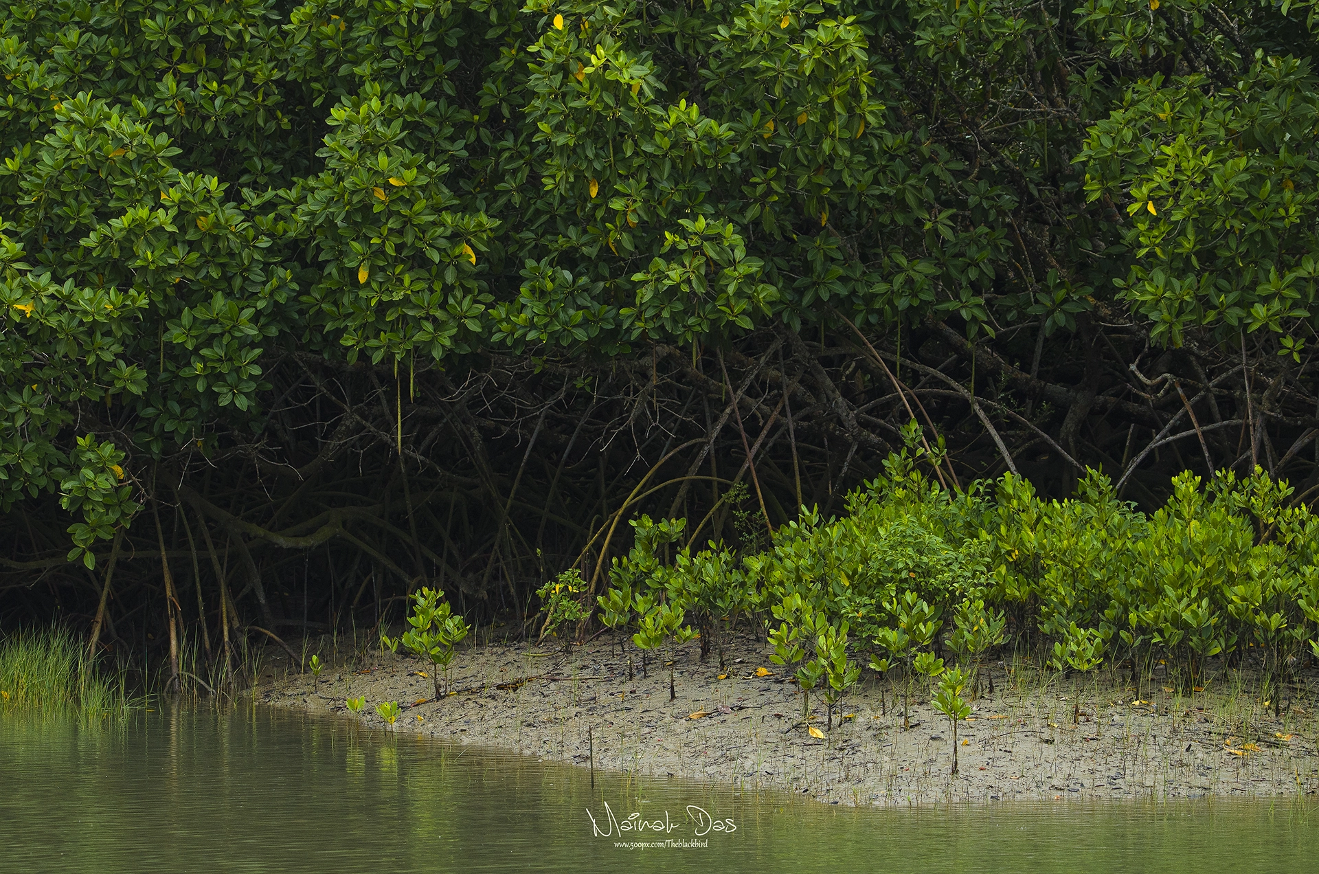 Nikon D5100 + Tamron SP 150-600mm F5-6.3 Di VC USD sample photo. Sunderban mangrove photography