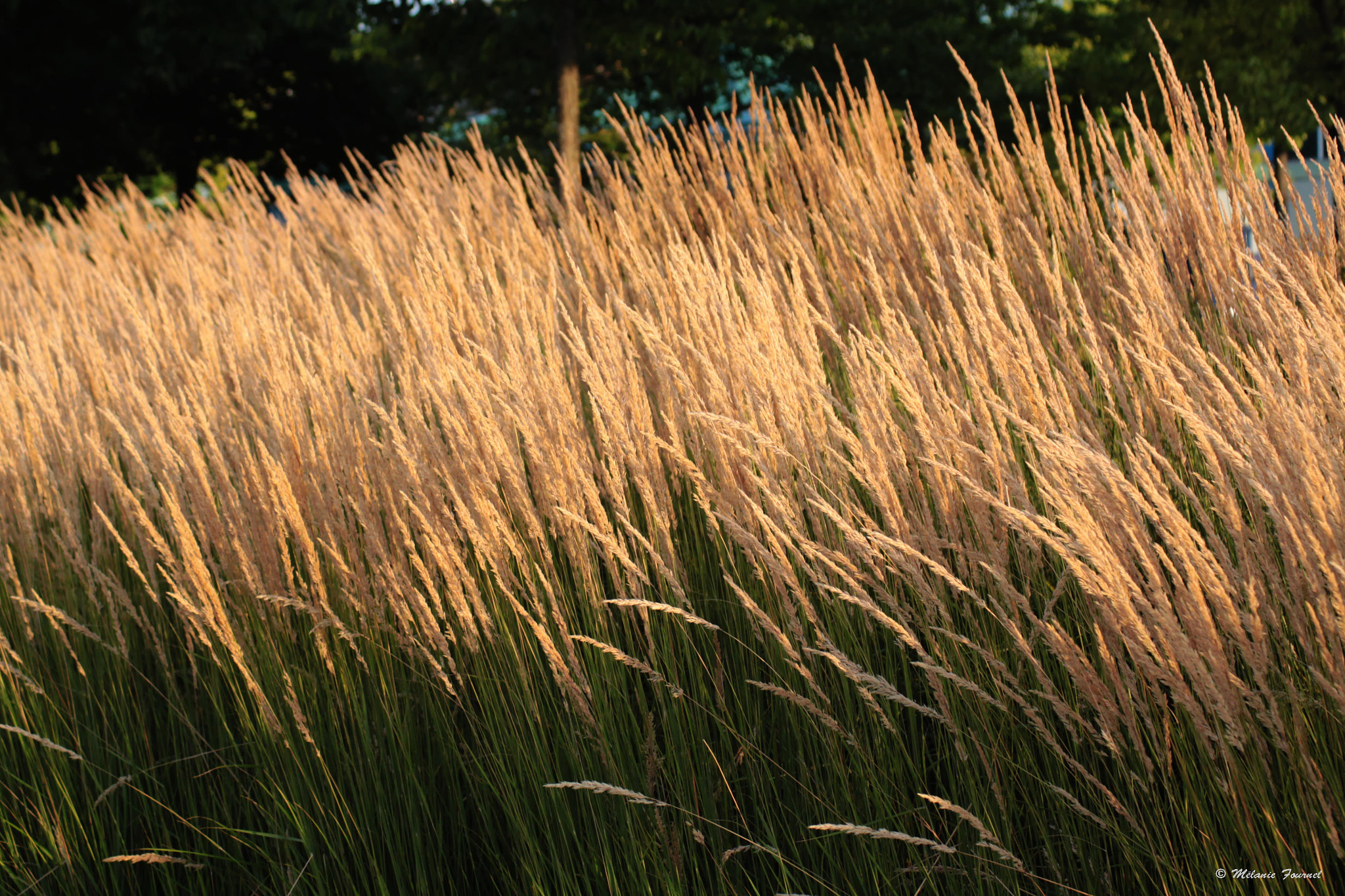 Canon EF 28-90mm f/4-5.6 sample photo. Sunshine photography