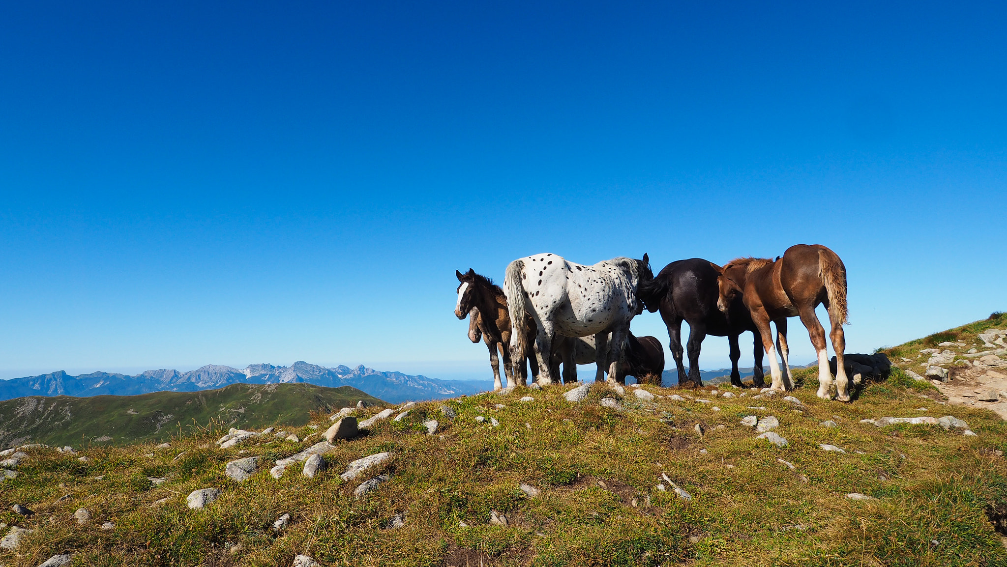 Olympus OM-D E-M10 + OLYMPUS M.9-18mm F4.0-5.6 sample photo. Mountain horses photography