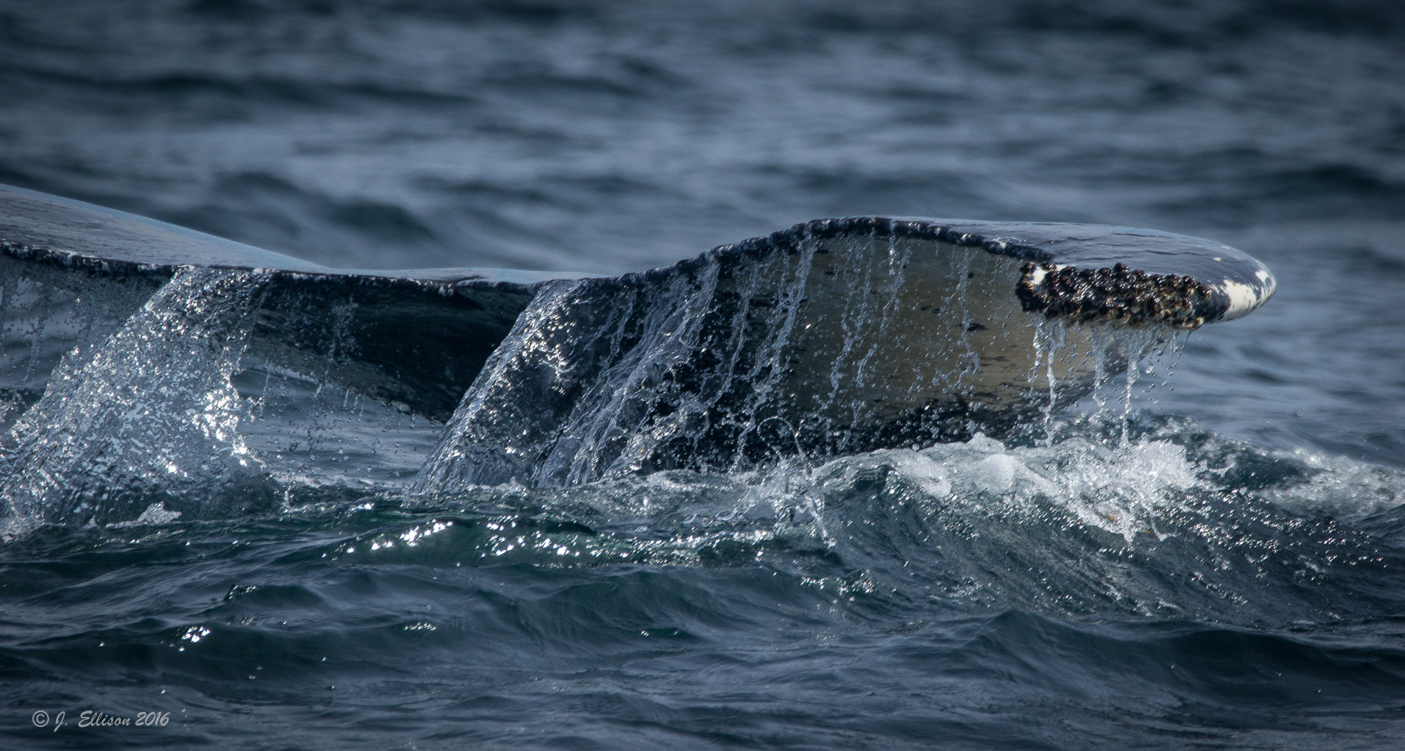 Sigma 150-600mm F5-6.3 DG OS HSM | C sample photo. Whale-tail photography
