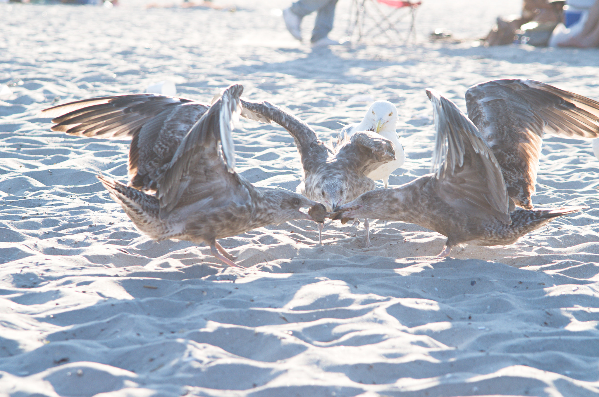 Nikon D300 sample photo. Seagulls fighting over chicken photography