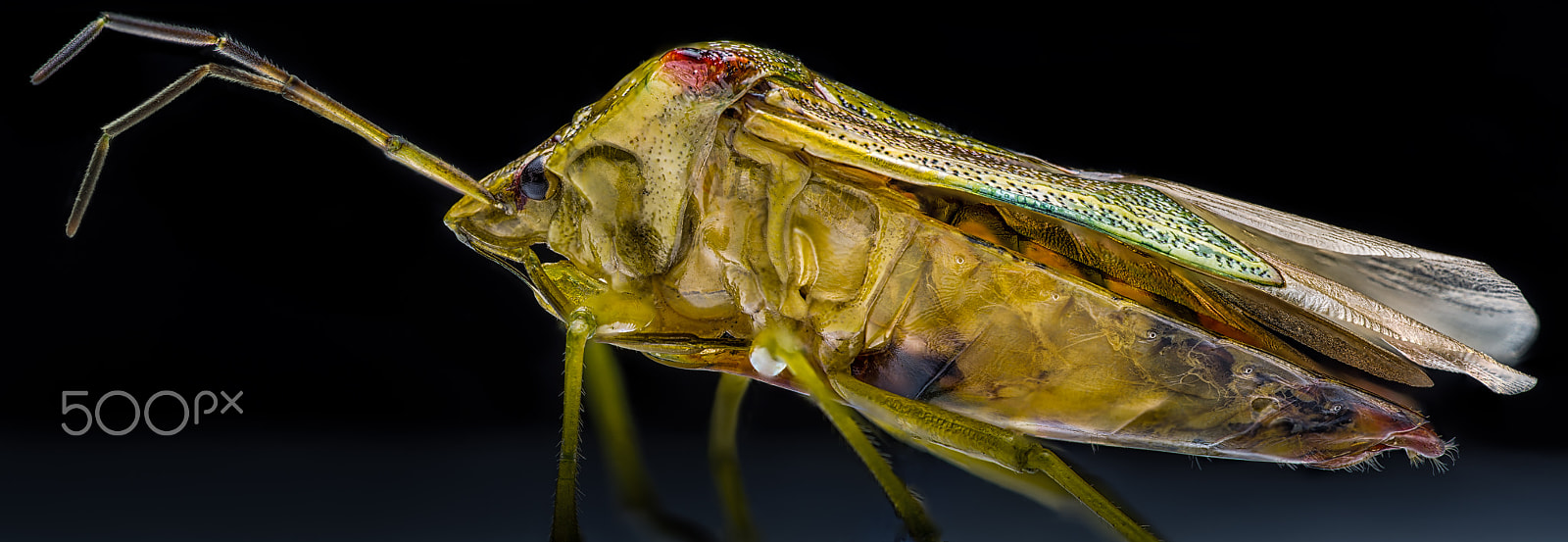 Panasonic Lumix DMC-GH3 sample photo. Palomena prasina macro photography