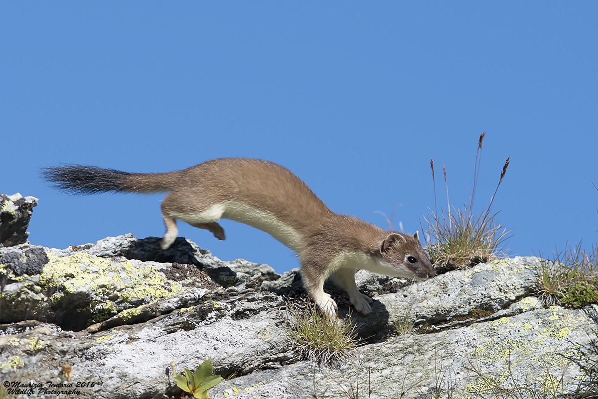 Nikon AF-S Nikkor 300mm F2.8G ED VR II sample photo. Ermellino mustela erminea photography