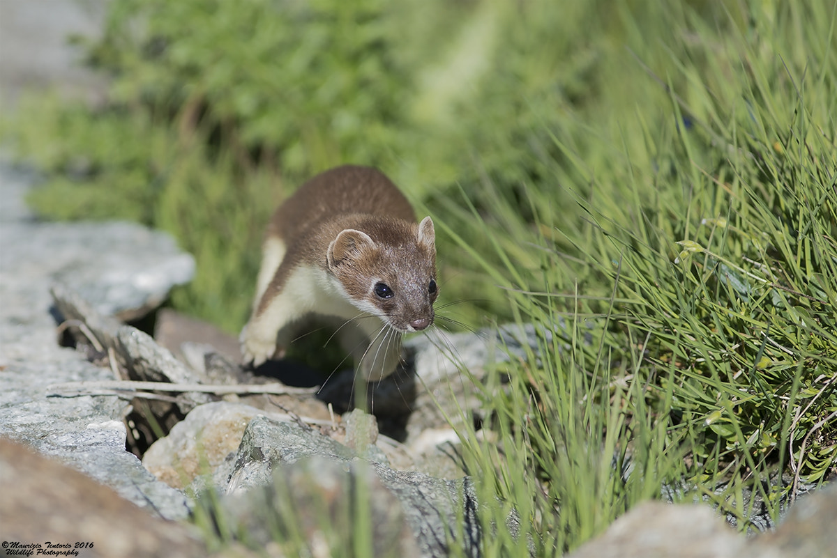 Nikon AF-S Nikkor 300mm F2.8G ED VR II sample photo. Ermellino mustela erminea photography