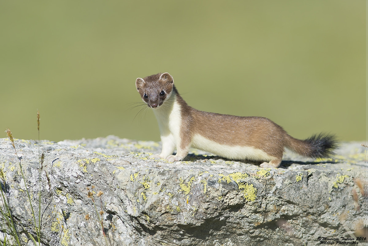 Nikon AF-S Nikkor 300mm F2.8G ED VR II sample photo. Ermellino mustela erminea photography