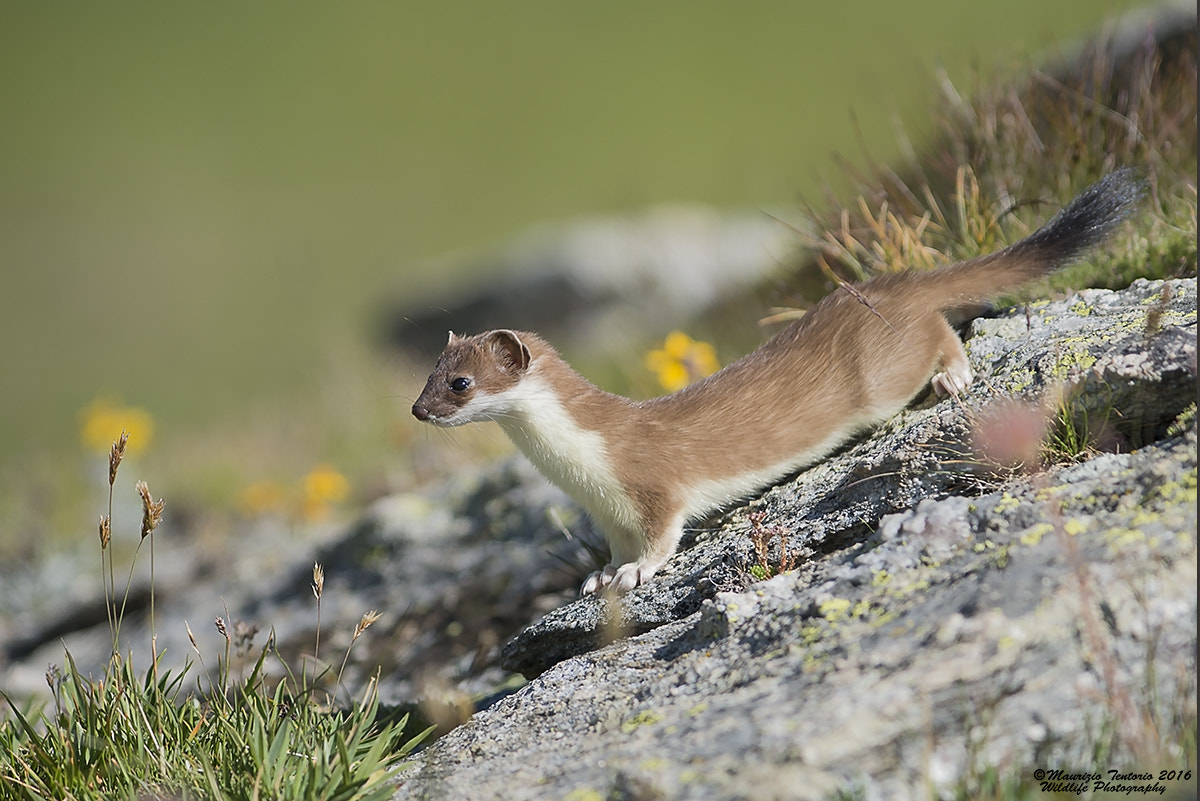 Nikon AF-S Nikkor 300mm F2.8G ED VR II sample photo. Ermellino mustela erminea photography
