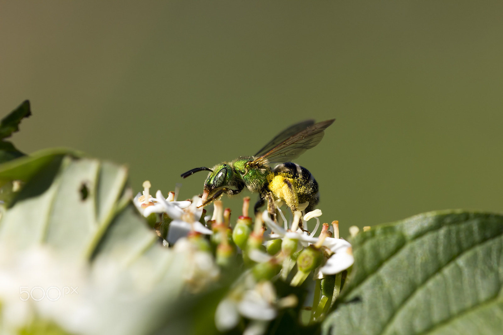 Canon EF 180mm F3.5L Macro USM sample photo. Hard at work photography