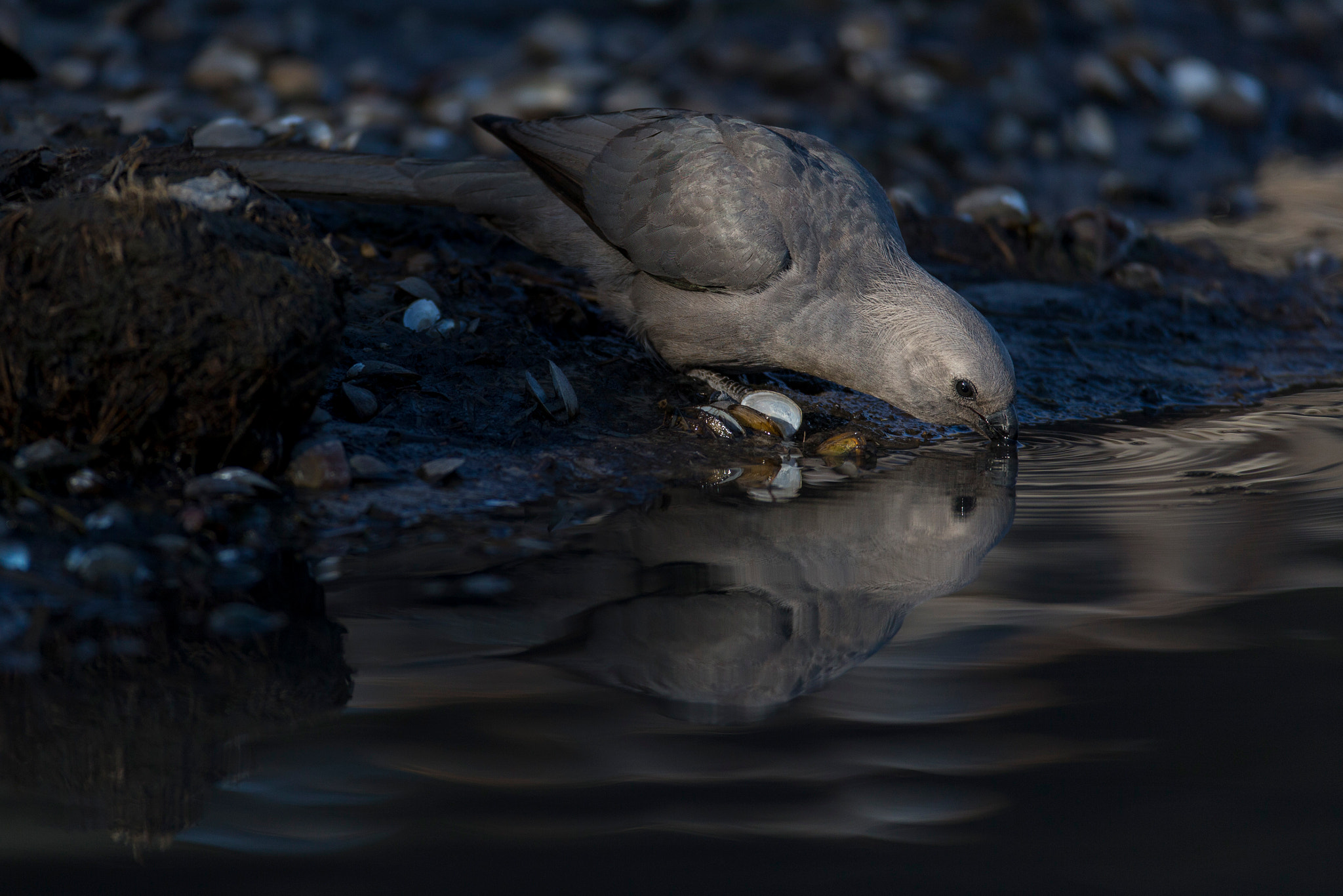 Canon EOS-1D X + Canon EF 600mm f/4L IS sample photo. Drink photography