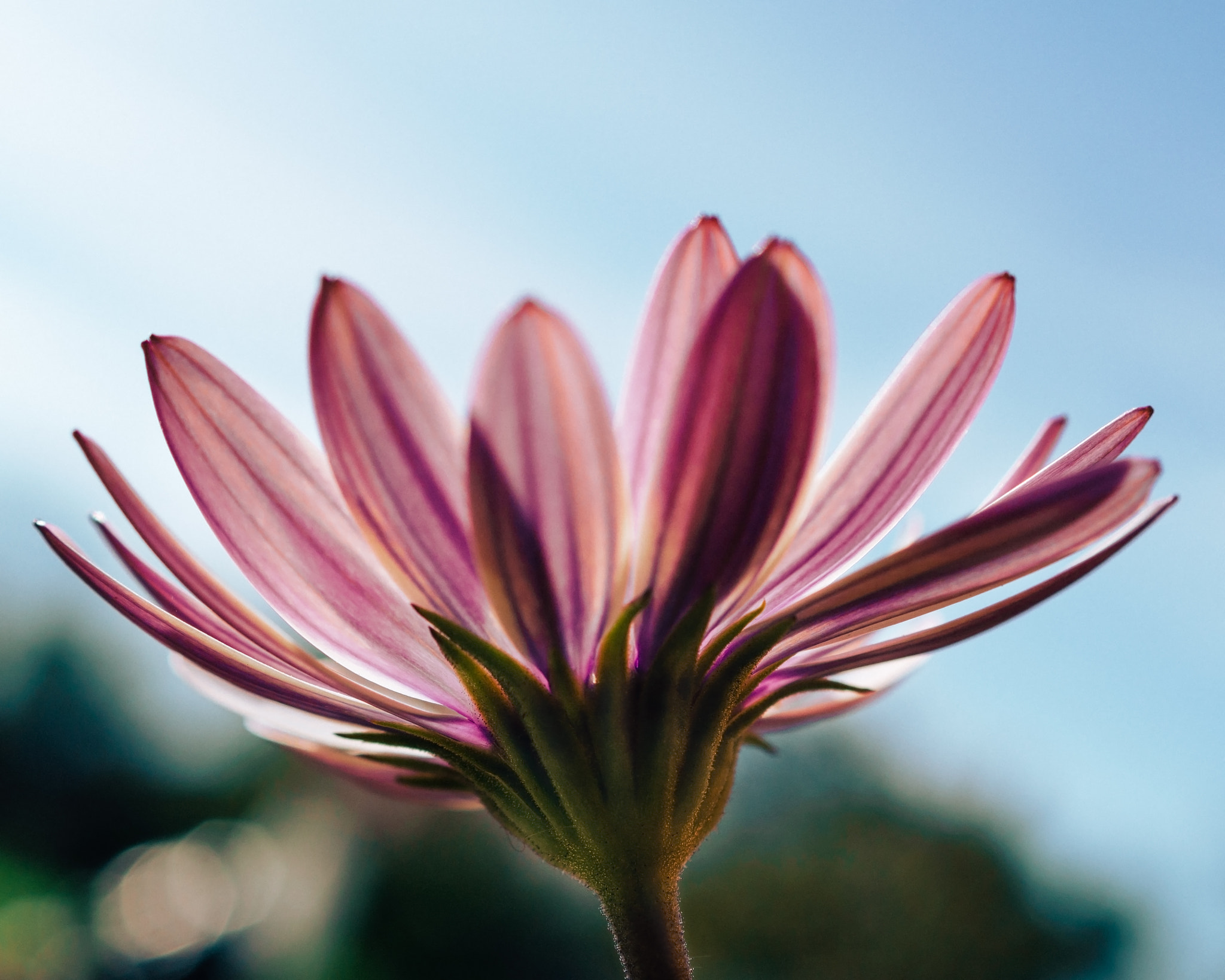 Sony DT 30mm F2.8 Macro SAM sample photo. Colorful nature photography