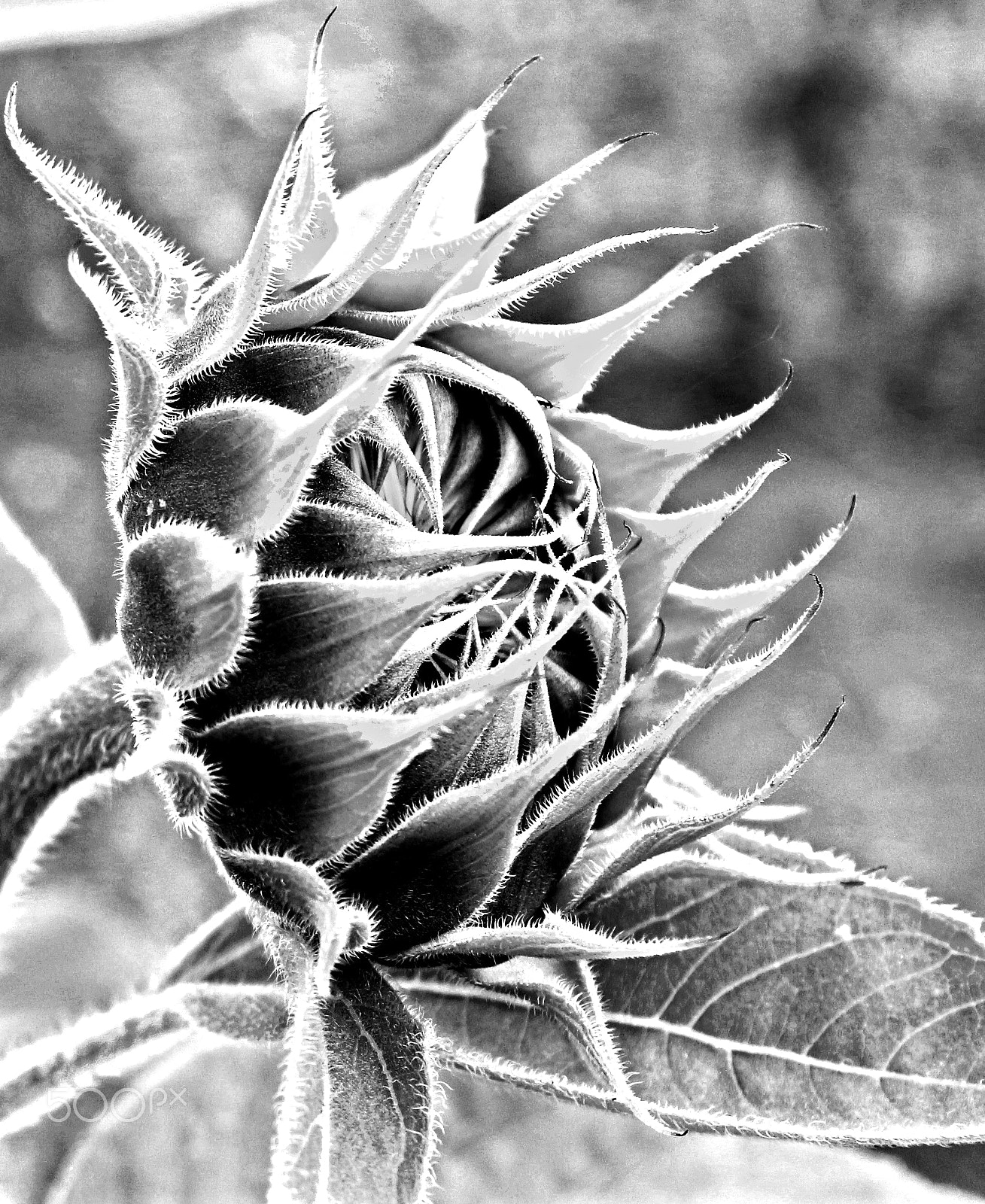 Canon EF 28-135mm F3.5-5.6 IS USM sample photo. Ain't no sunshine when... photography