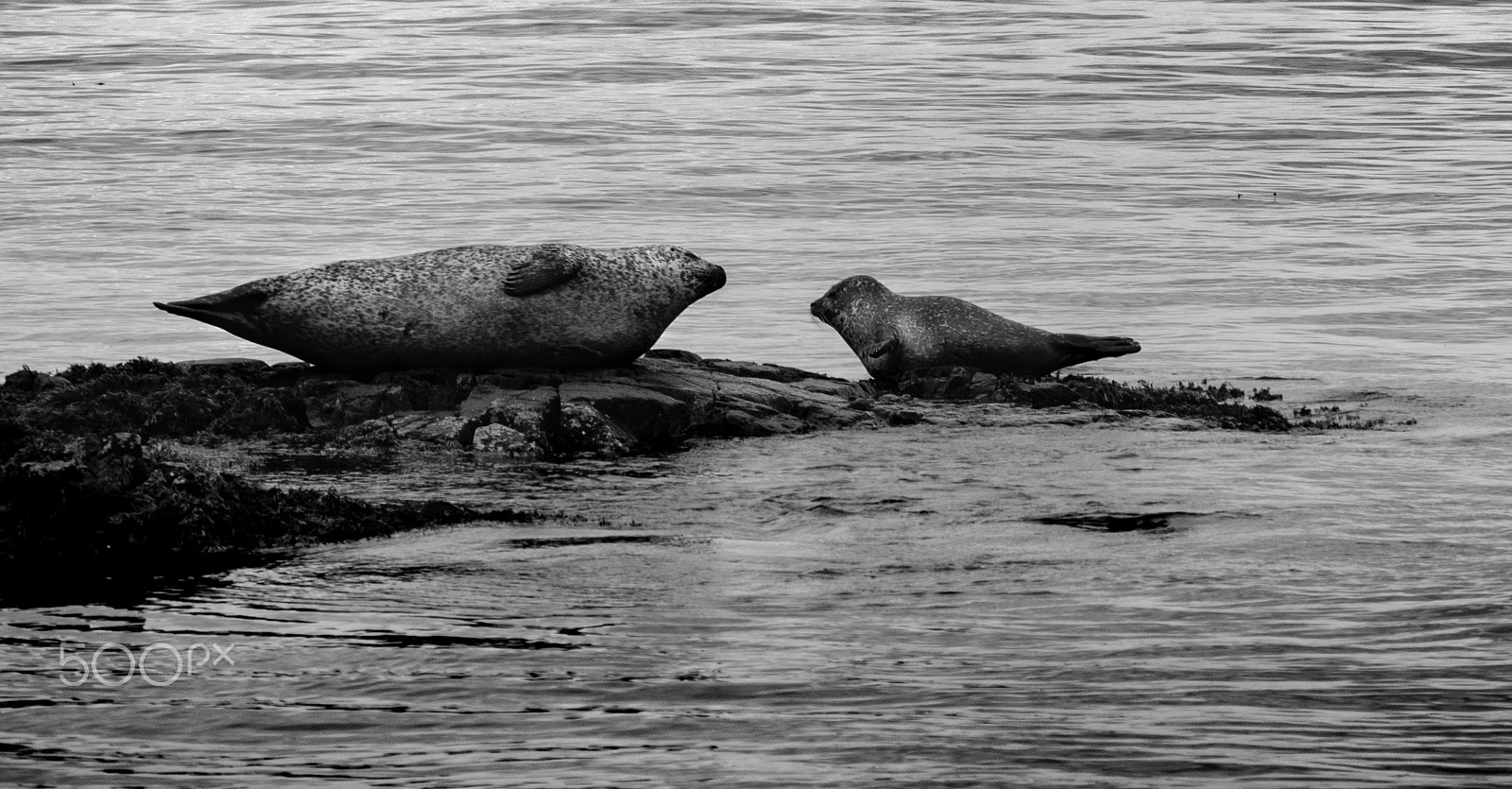 Nikon D80 sample photo. Maternity.jpg photography