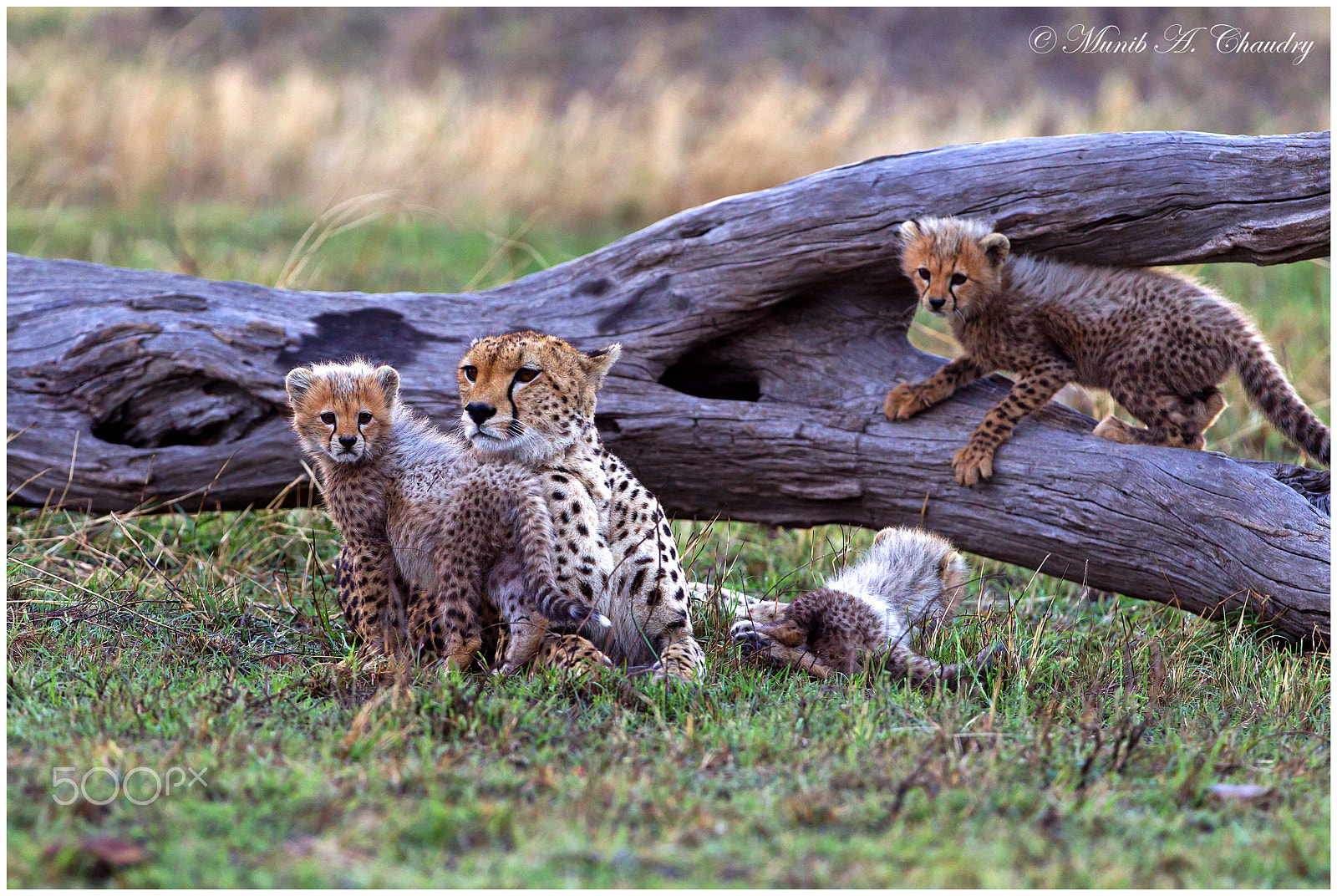 Canon EF 400mm F2.8L IS USM sample photo. Mamma & her babies photography