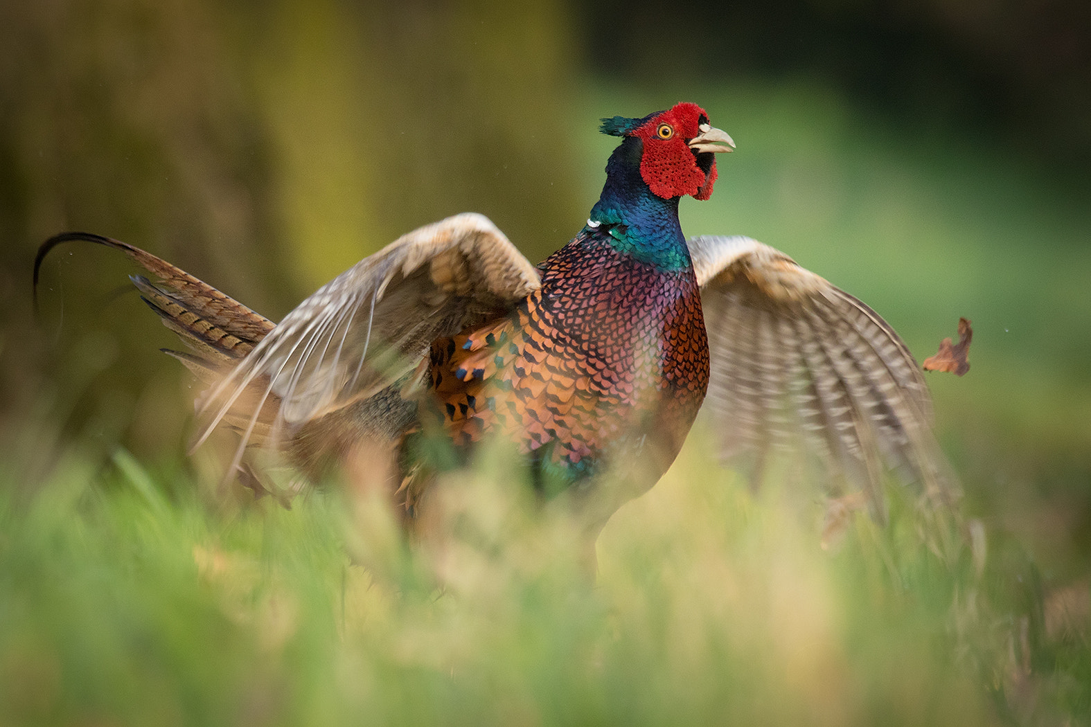 Canon EF 100-400mm F4.5-5.6L IS USM sample photo. Pheasant photography
