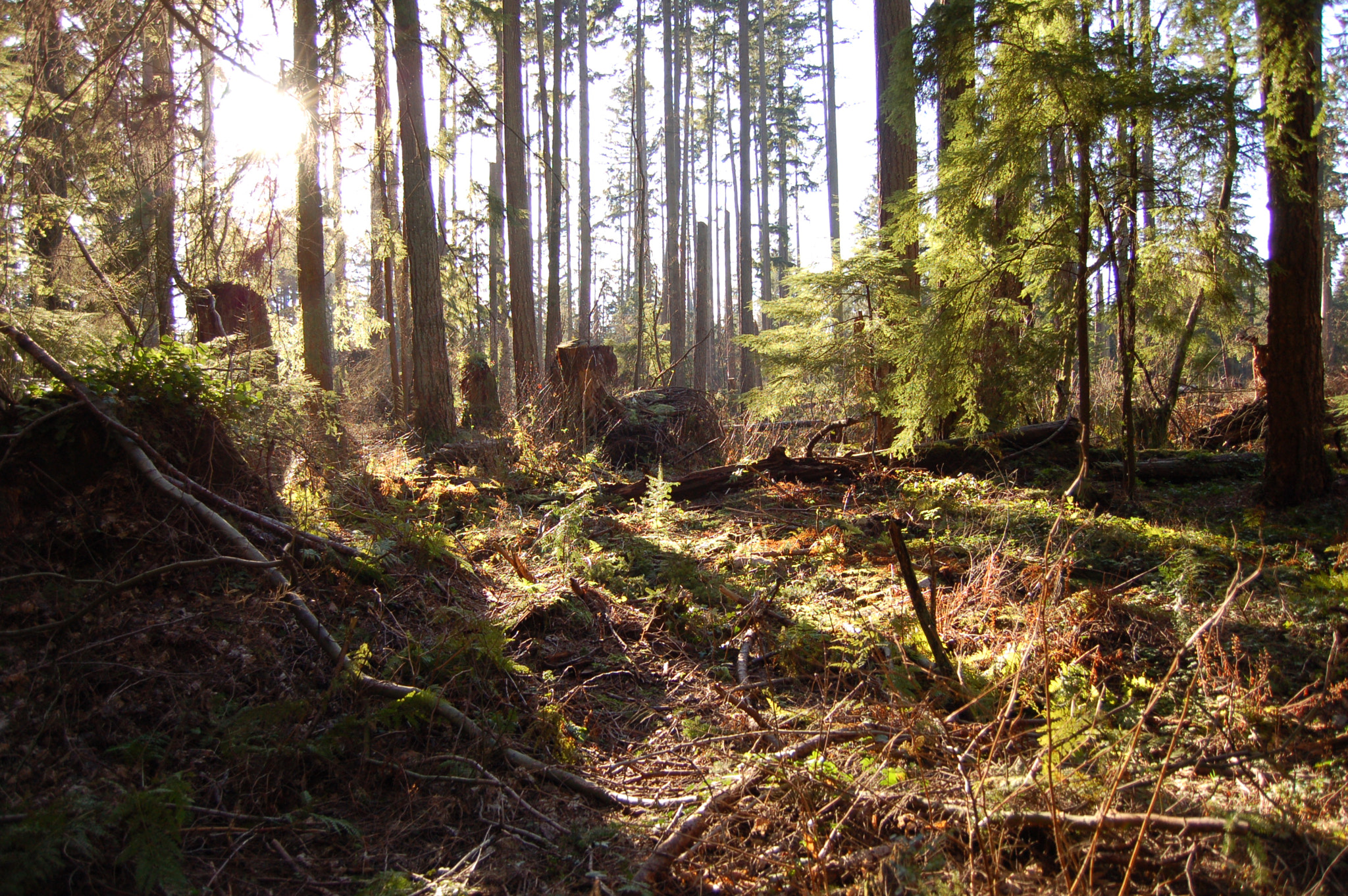 Nikon D50 sample photo. Stanley park photography