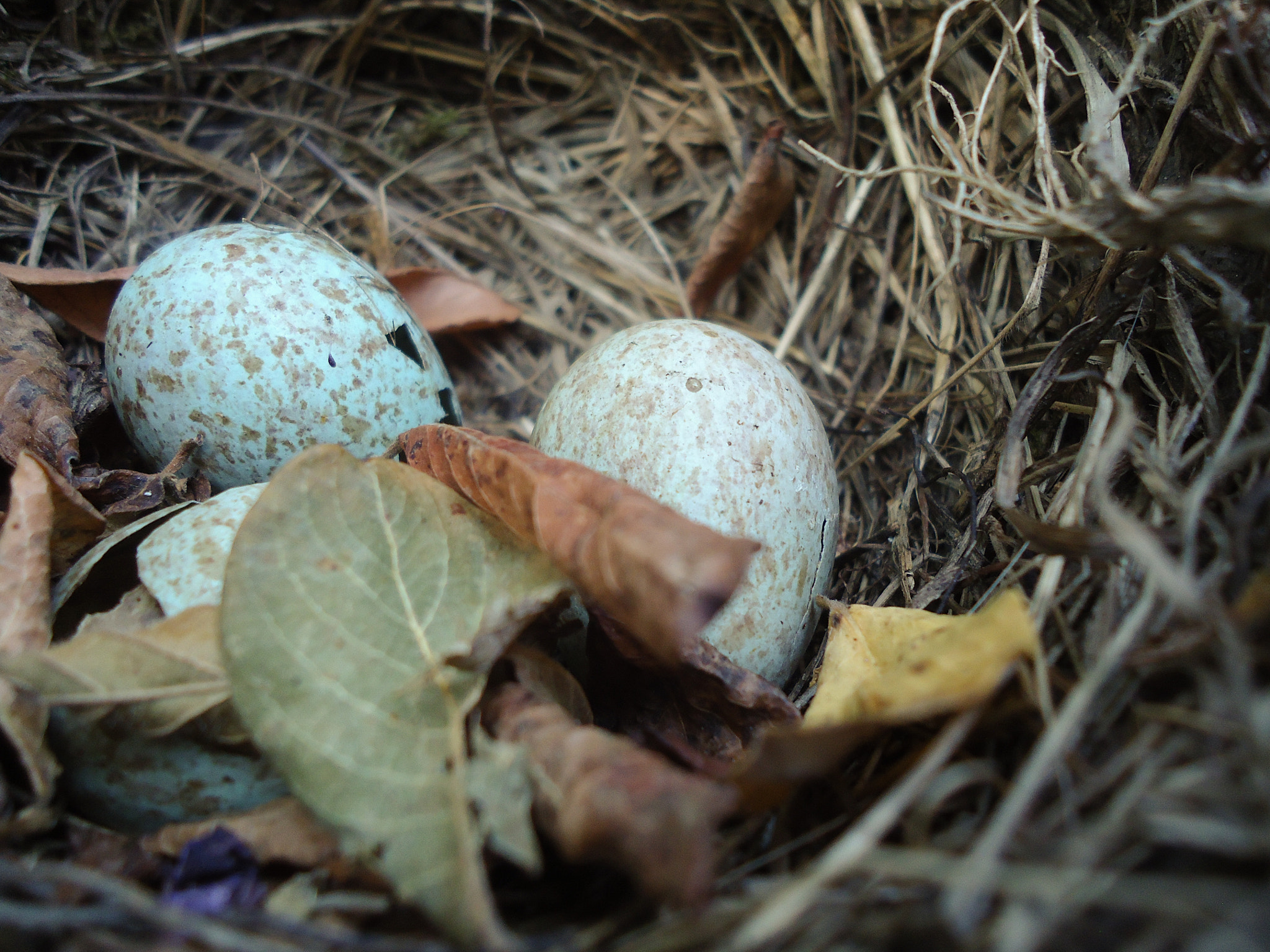 Sony Cyber-shot DSC-W330 sample photo. Old nest photography