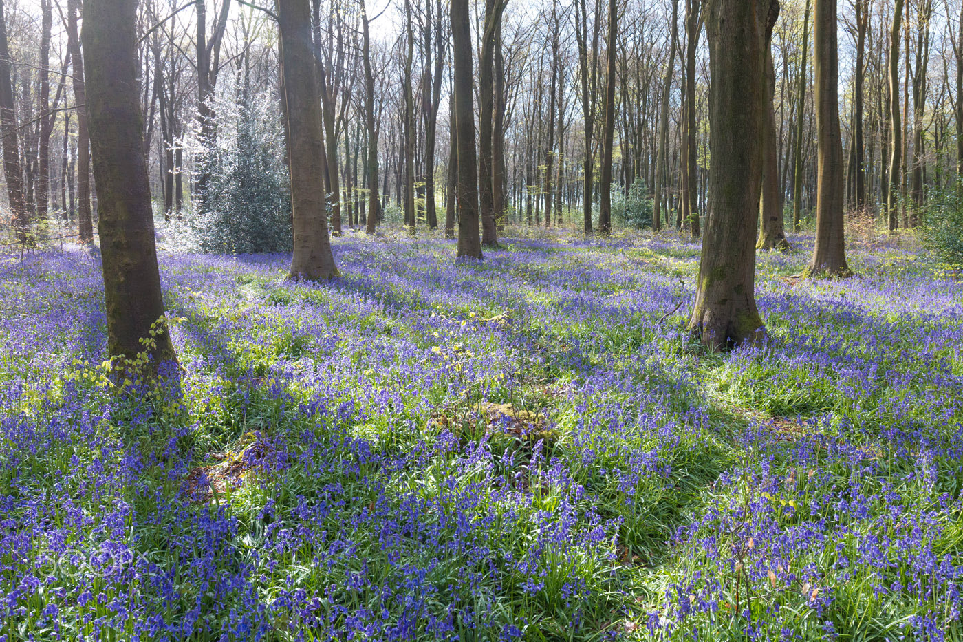 Canon EOS 70D + Canon EF 16-35mm F4L IS USM sample photo. Bluebells at micheldever woods-1 photography