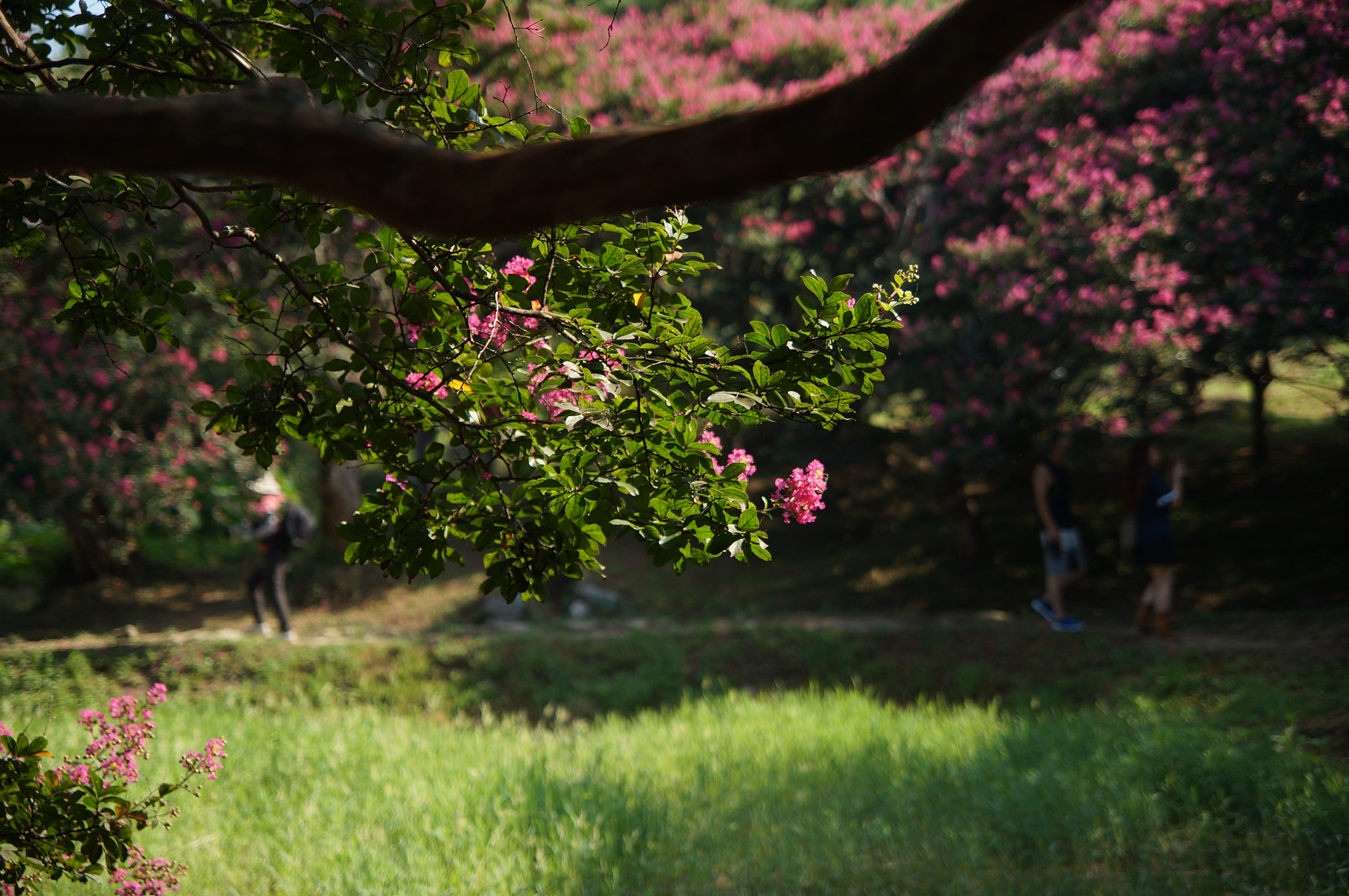 Sony SLT-A57 + Tamron Lens (255) sample photo