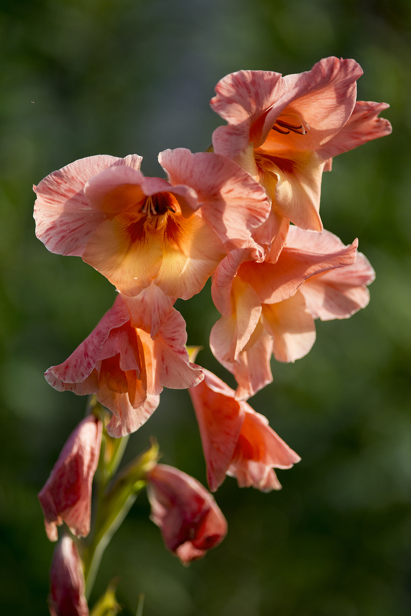 Nikon D600 + Nikon AF-S Nikkor 300mm F4D ED-IF sample photo. Gladioli photography