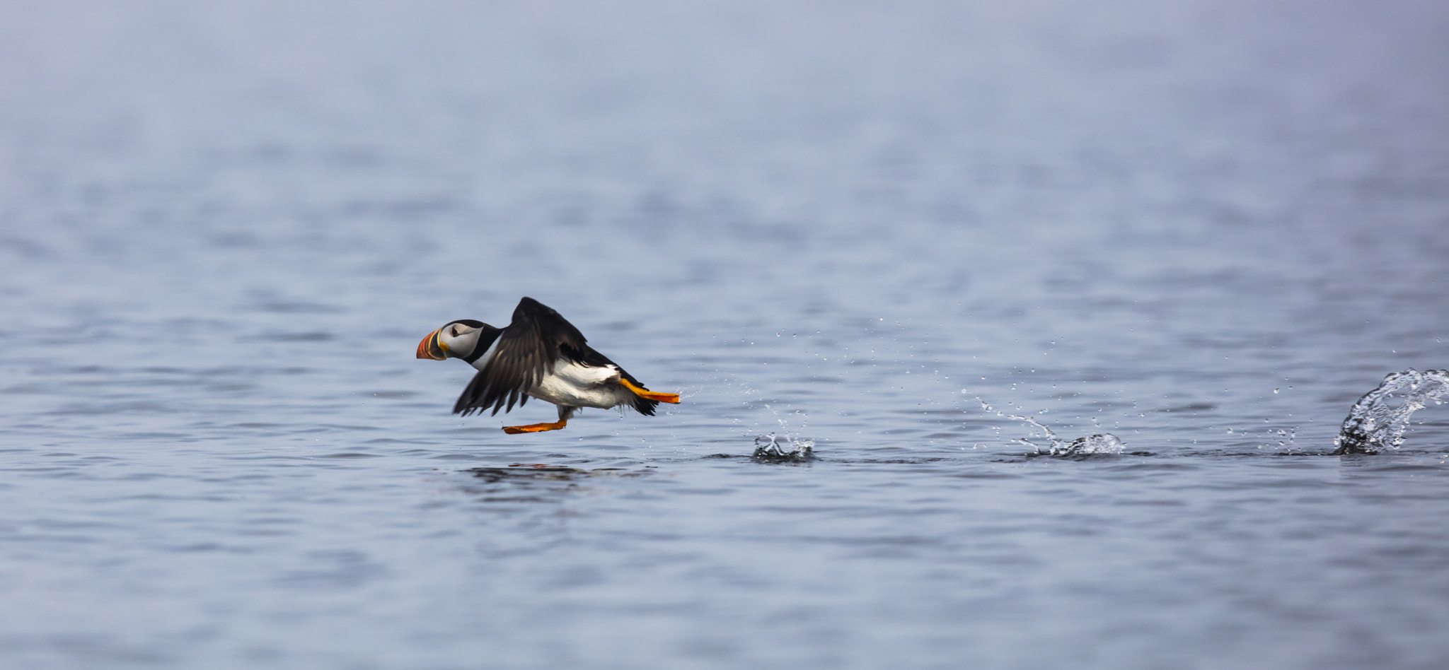 Canon EOS 5DS R + Canon EF 600mm F4L IS II USM sample photo. Puffin take off photography
