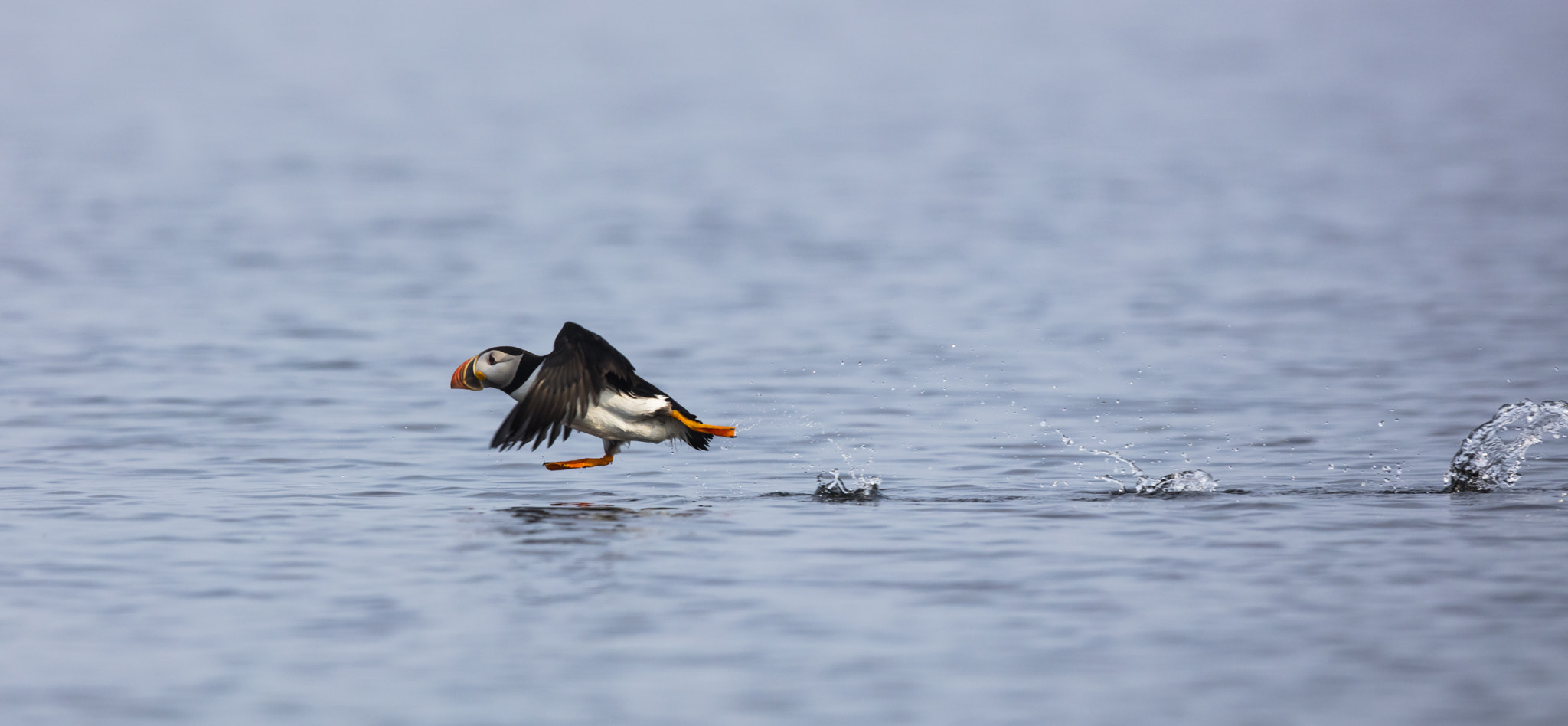 Canon EF 600mm F4L IS II USM sample photo. Puffin take off photography