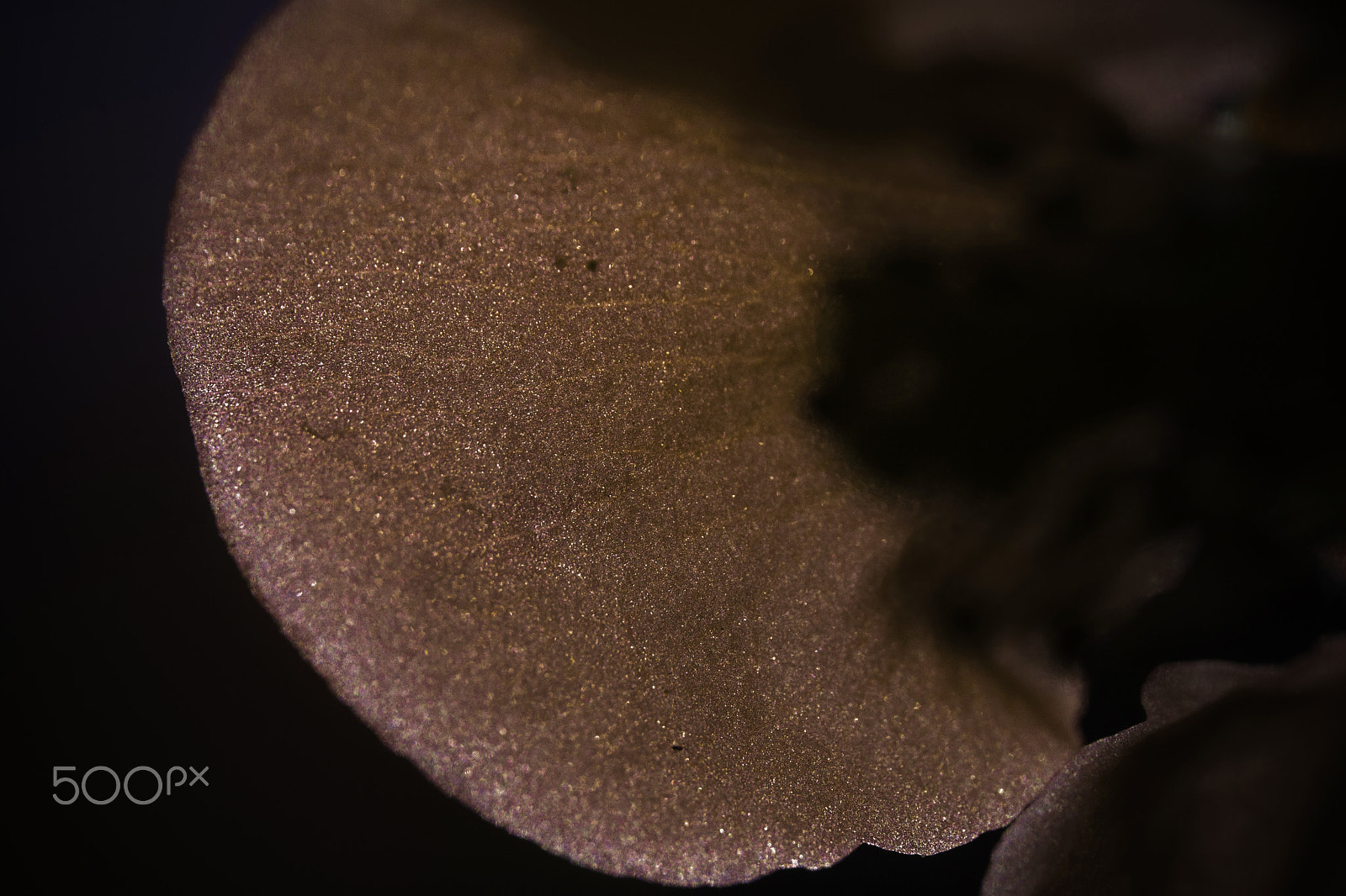 Canon EF-S 60mm F2.8 Macro USM sample photo. Trasparencies ... photography