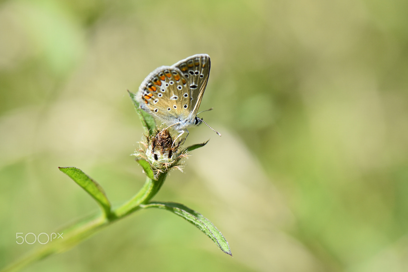 Nikon AF-S Micro-Nikkor 105mm F2.8G IF-ED VR sample photo. Icarus.jpg photography